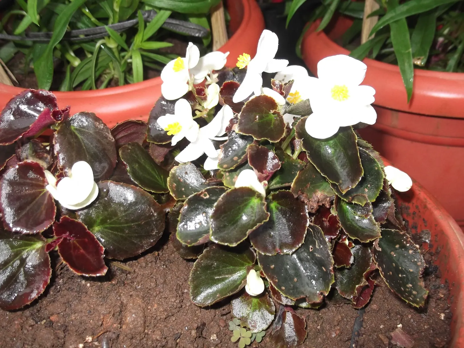 Bedding Begonia (Begonia Semperflorens) — scientifically known as Begonia semperflorens