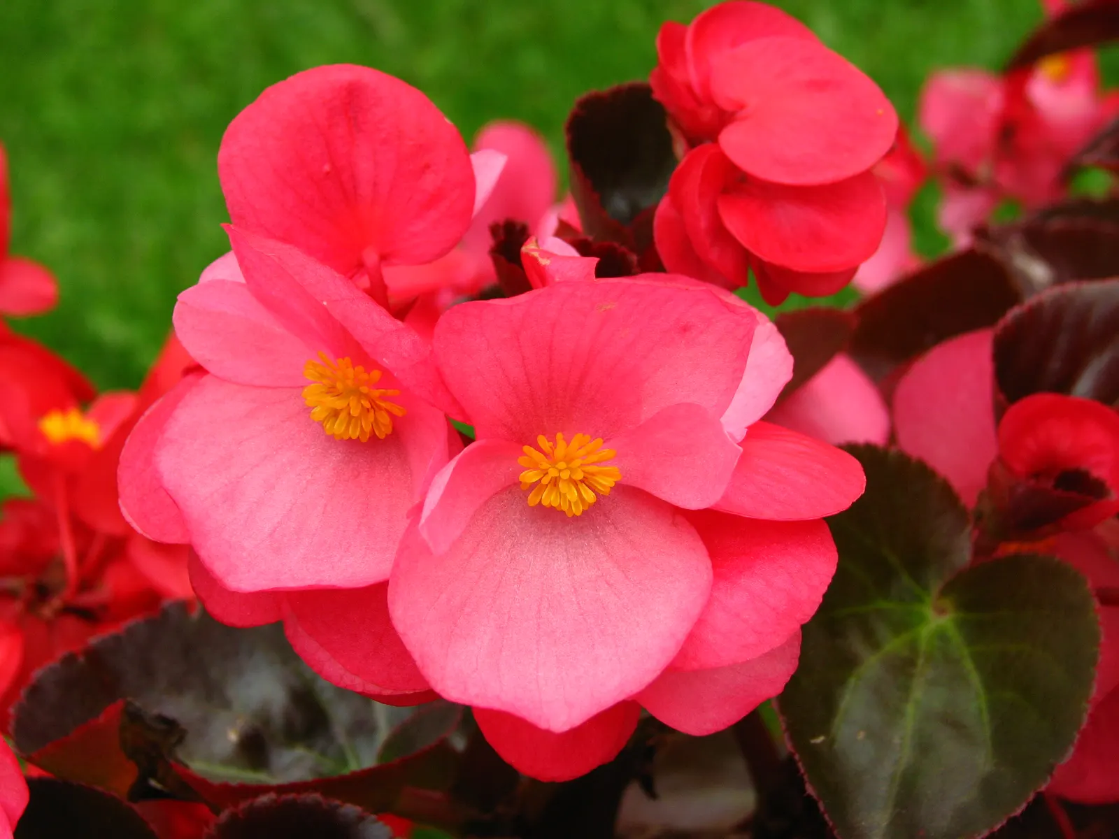 Bedding Begonia (Begonia Semperflorens) — perennial for half or shade; easy to propagate from stem cuttings or seed, they can be a lasting, image 92