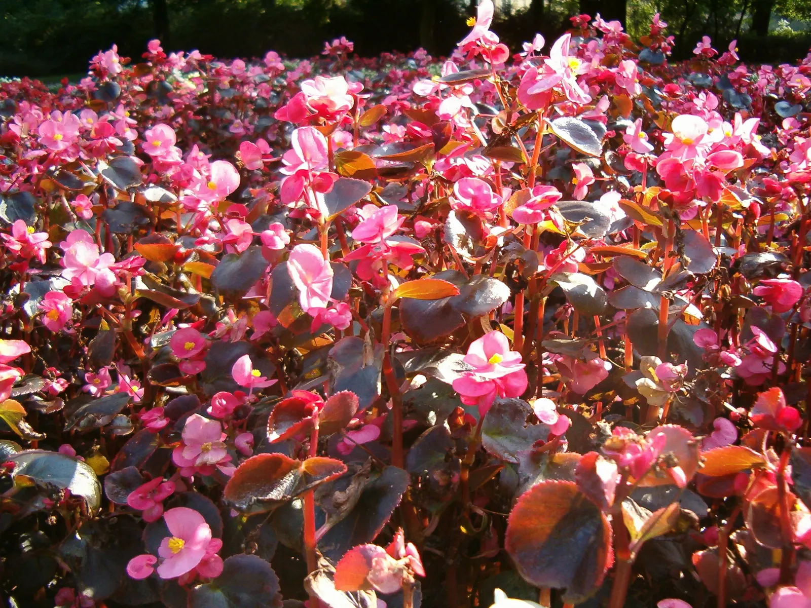 Bedding Begonia (Begonia Semperflorens) — These low-maintenance plants prefer well-draining soil and do best in part shade to full sun exposure