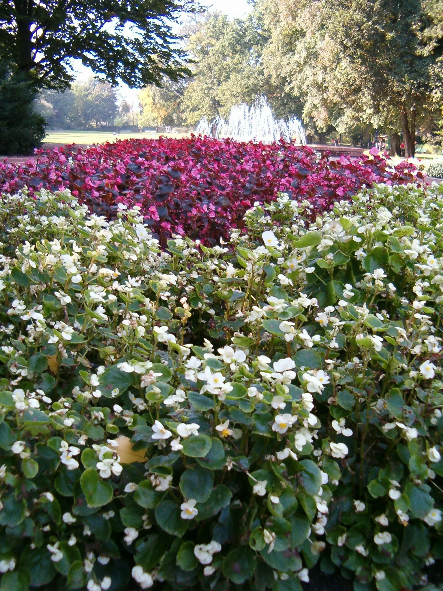 Bedding Begonia (Begonia Semperflorens) — tender perennial favored for its constant blooms and ability to thrive in partial shade; creating a lush, image 48