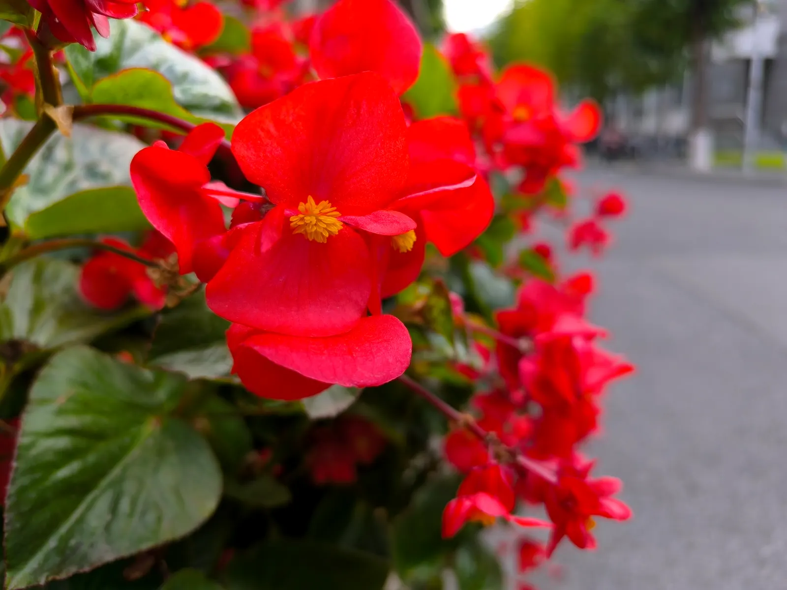 Bedding Begonia (Begonia Semperflorens) — Ample but not excessive watering is key; offering a continuous display of color.<br><br>When designing with Begonia