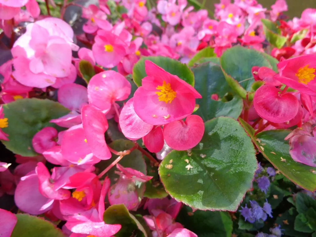 Bedding Begonia (Begonia Semperflorens) — which blossom throughout the growing season from spring to frost, image 58
