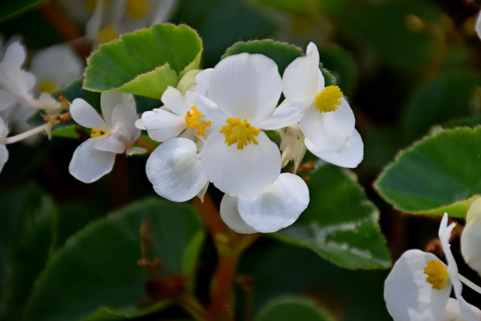 Bedding Begonia (Begonia Semperflorens) — offering a continuous display of color.<br><br>When designing with Begonia semperflorens; this, image 84