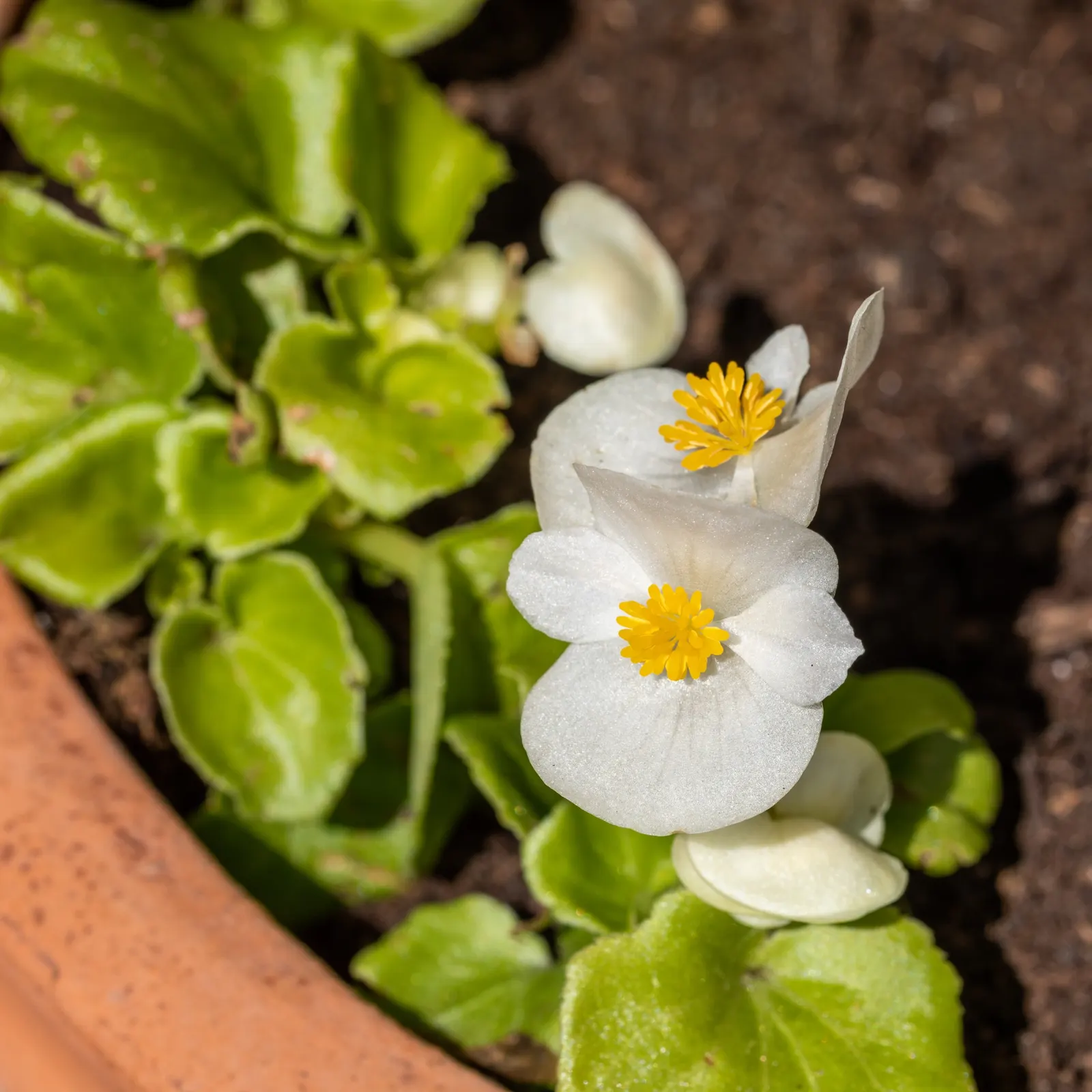 Bedding Begonia (Begonia Semperflorens) — Easy to propagate from stem cuttings or seed, they can be a lasting contribution to any garden design; perennial with