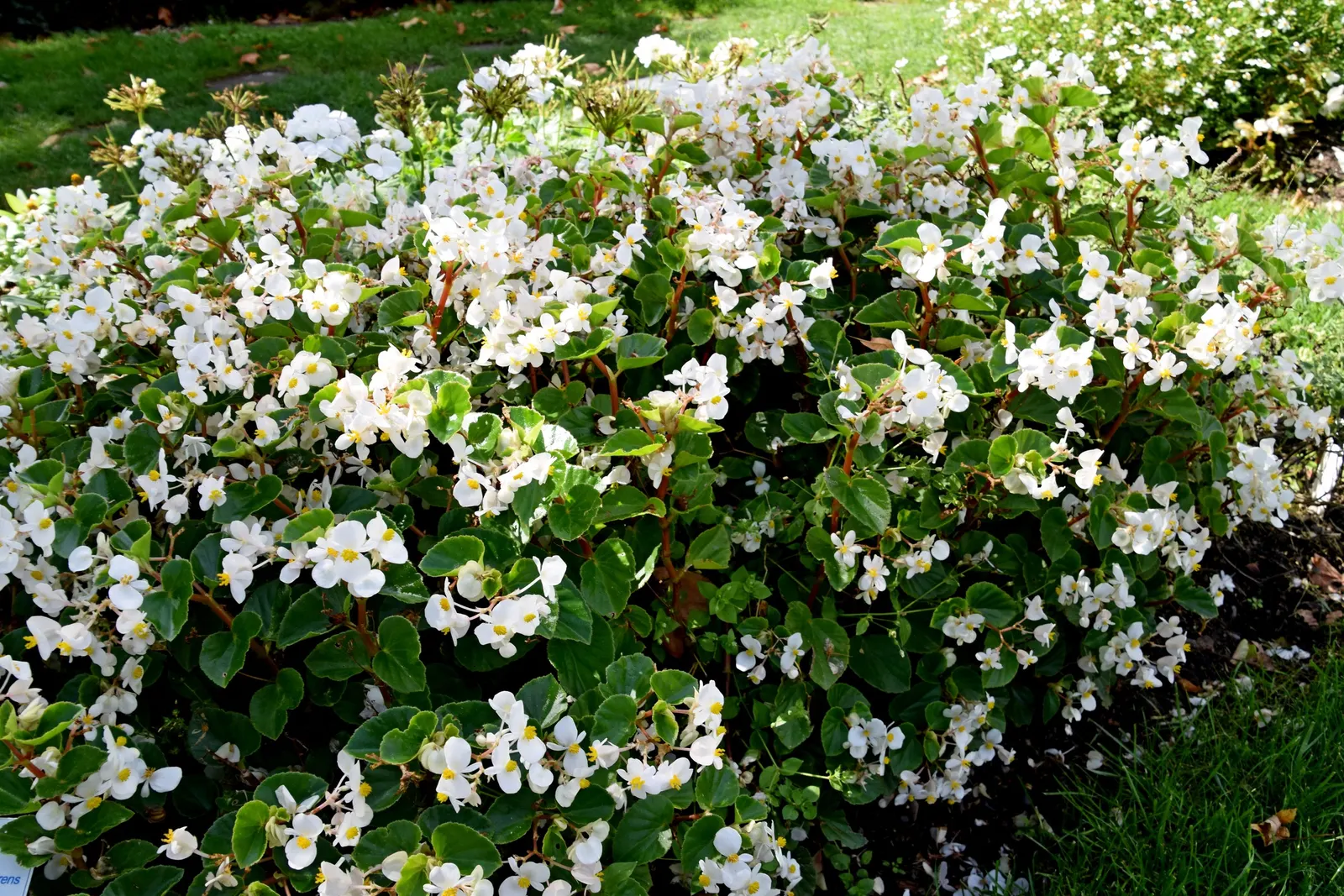 Bedding Begonia (Begonia Semperflorens) — with protection from harsh afternoon rays; is a vibrant and versatile flowering plant ideal for adding, image 87