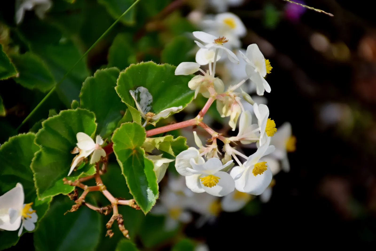 Bedding Begonia (Begonia Semperflorens) — incorporate them into mass plantings for a dramatic effect or use as border edging for paths and garden, image 85