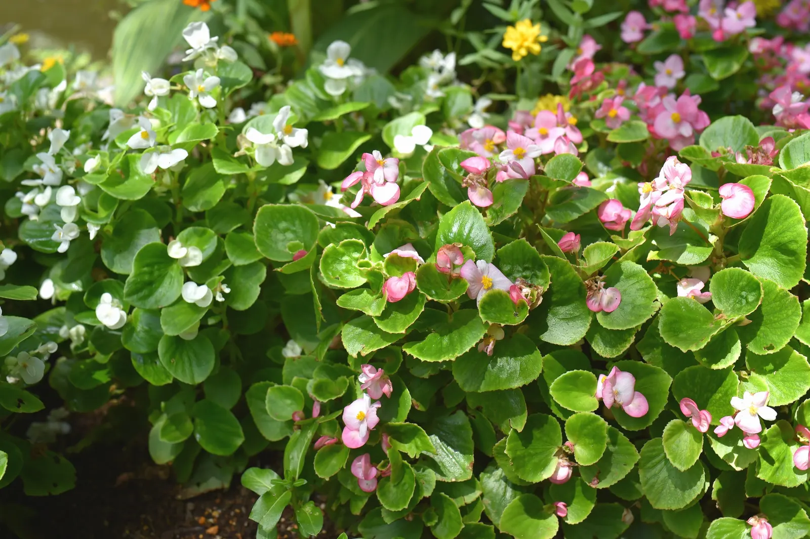 Bedding Begonia (Begonia Semperflorens) — This everblooming species thrives in USDA zones 10 and 11 and is often treated as an annual in cooler, image 56
