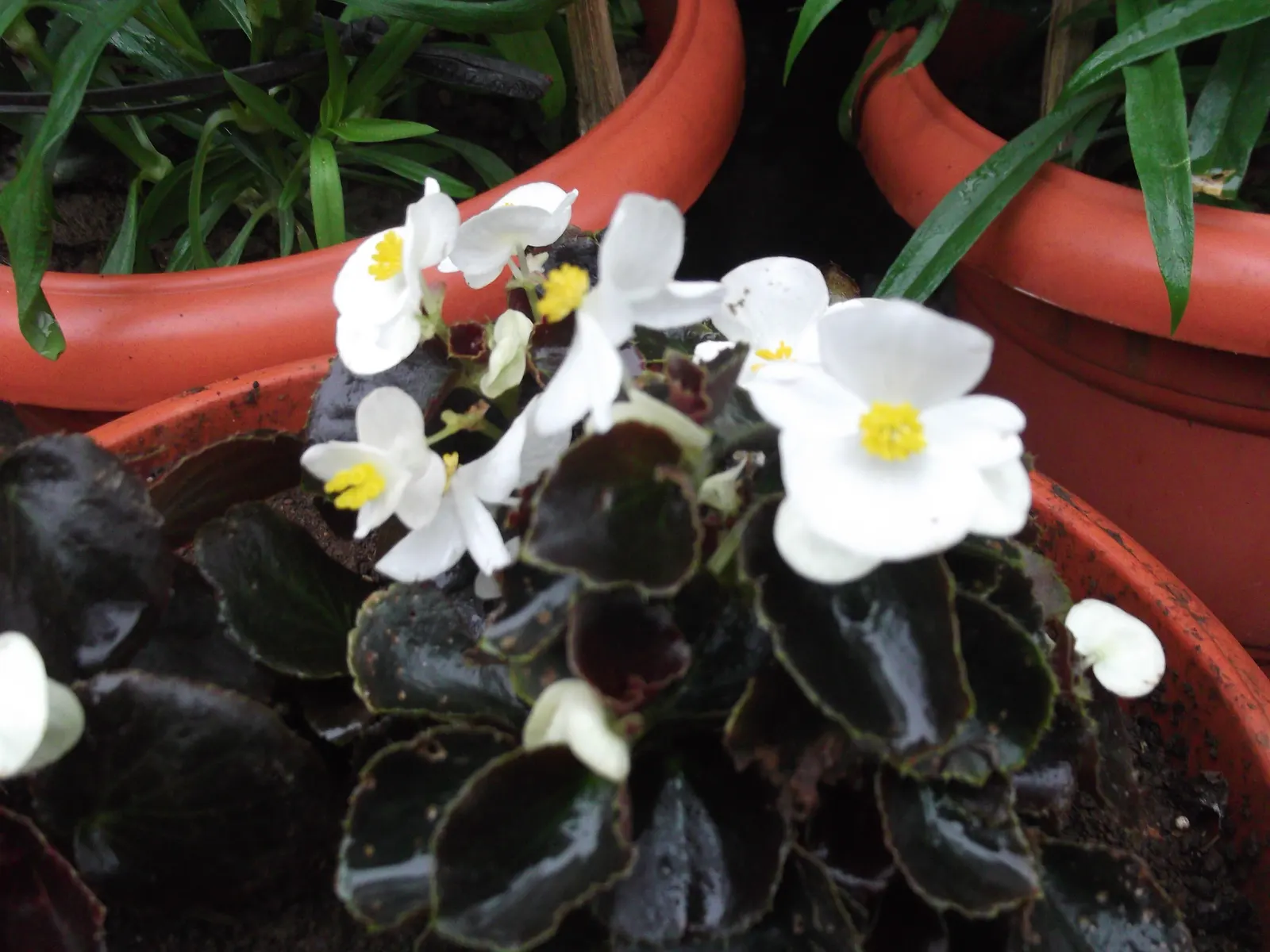 Bedding Begonia (Begonia Semperflorens) — Each bloom spans approximately 1 inch in diameter and stands out against the foliage
