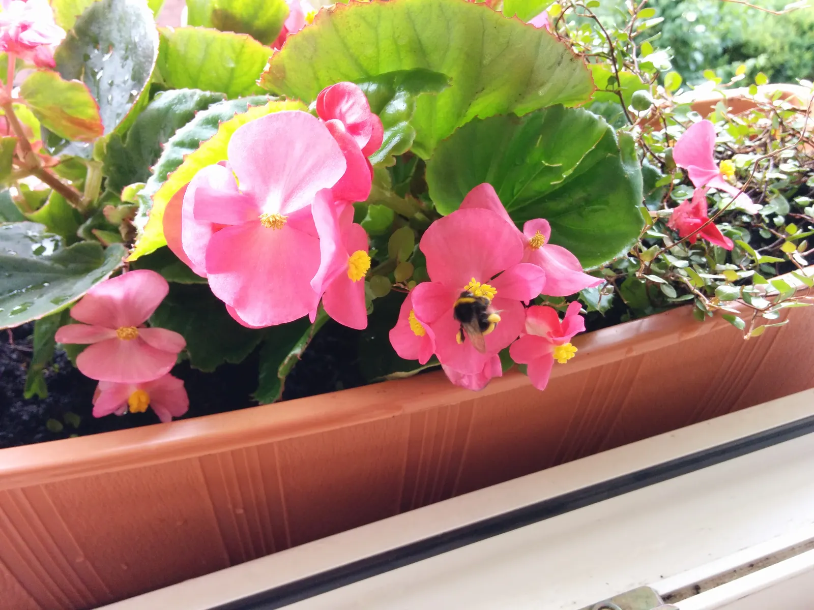 Bedding Begonia (Begonia Semperflorens) — Its compact growth habit typically sees it reaching a height of 6 to 12 inches with a similar spread, image 55