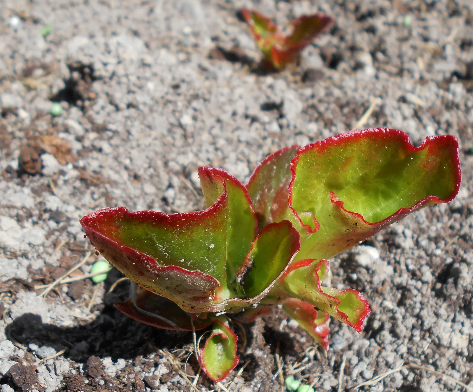 Bedding Begonia (Begonia Semperflorens) — commonly referred to as Bedding Begonia; succulent leaves come in green or bronze, image 47