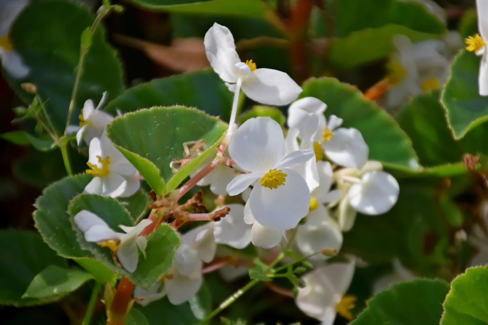 Bedding Begonia (Begonia Semperflorens) — Ample but not excessive watering is key; offering a continuous display of color.<br><br>When designing, image 88