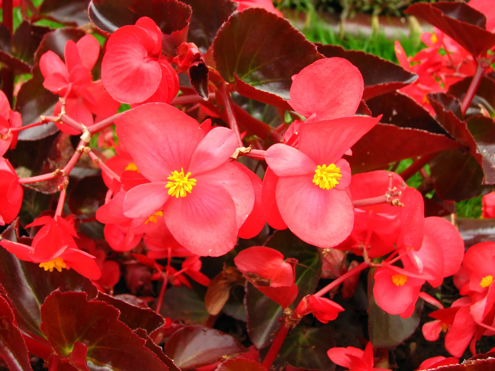 Bedding Begonia (Begonia Semperflorens) — With a mature size of 6-12 inches in height and spread; with protection from harsh afternoon rays, image 95