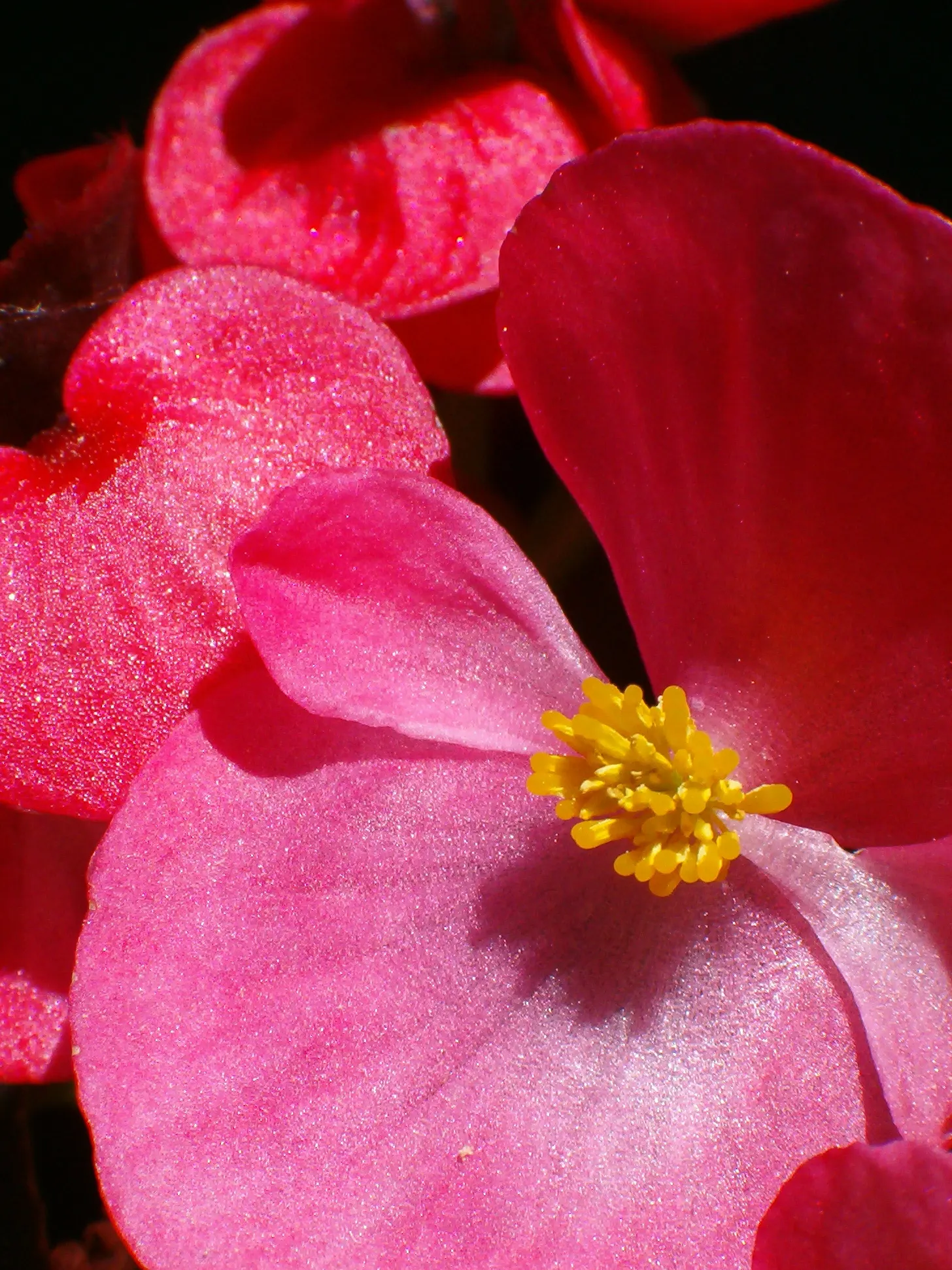 Bedding Begonia (Begonia Semperflorens) — perennial with pink and red and white blooms; are available in a delightful palette of whites, image 91