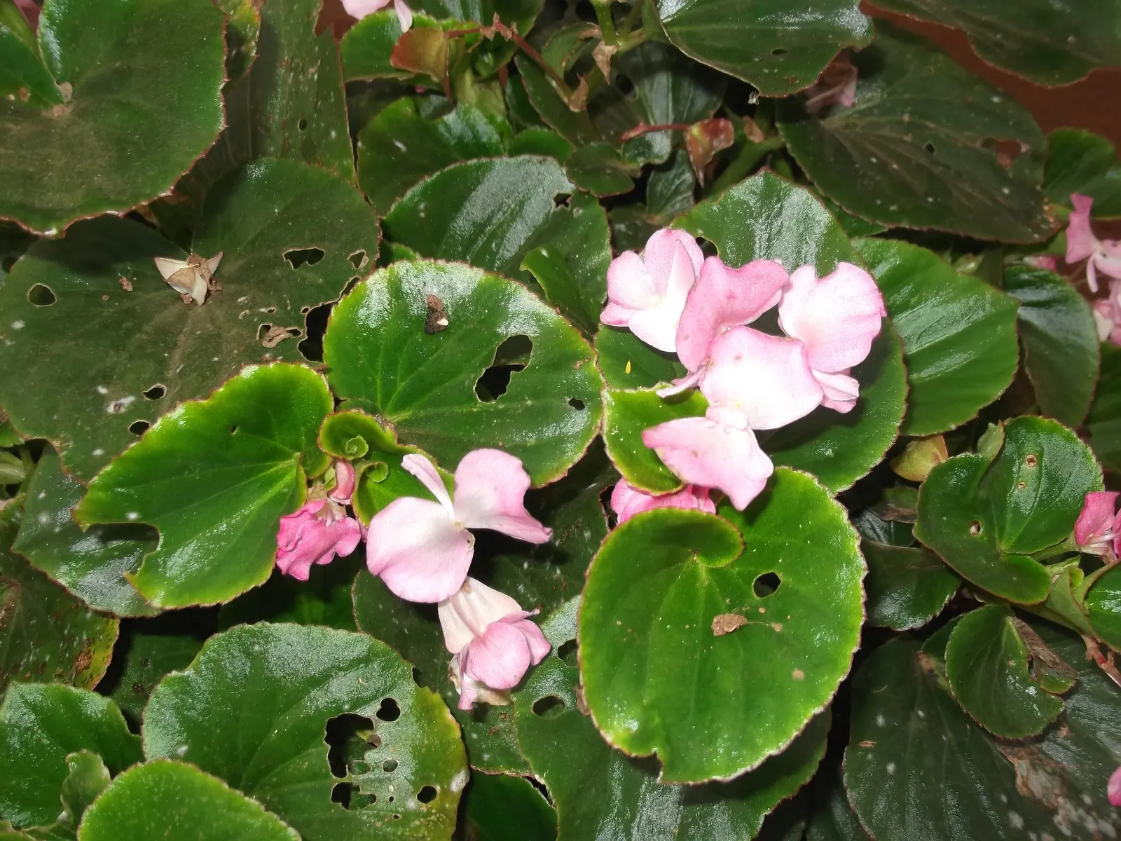 Bedding Begonia (Begonia Semperflorens) — Easy to propagate from stem cuttings or seed, they can be a lasting contribution to any garden design, image 89