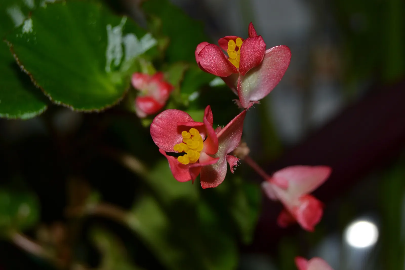 Bedding Begonia (Begonia Semperflorens) — providing a vivid backdrop for the abundant red; its compact growth habit typically sees it reaching a, image 97