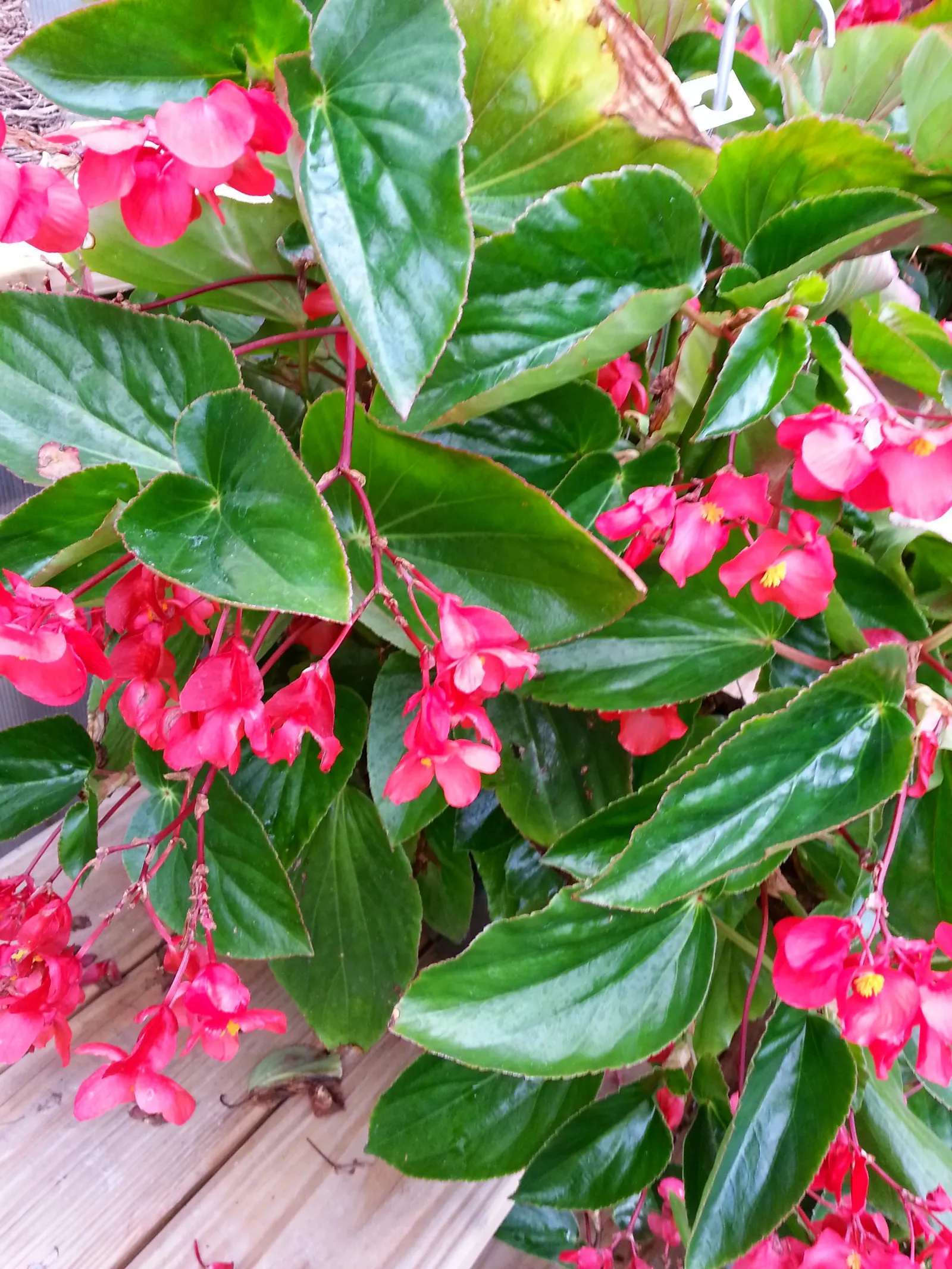 Bedding Begonia (Begonia Semperflorens) — incorporate them into mass plantings for a dramatic effect or use as border edging for paths and garden beds