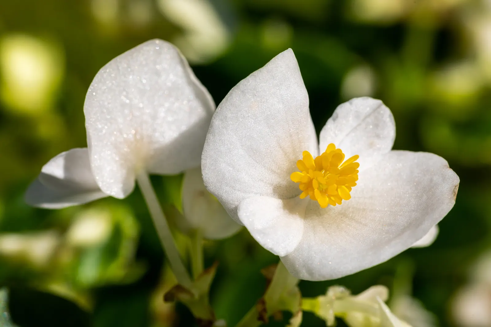 Bedding Begonia (Begonia Semperflorens) — These low-maintenance plants prefer well-draining soil and do best in part shade to full sun exposure; commonly