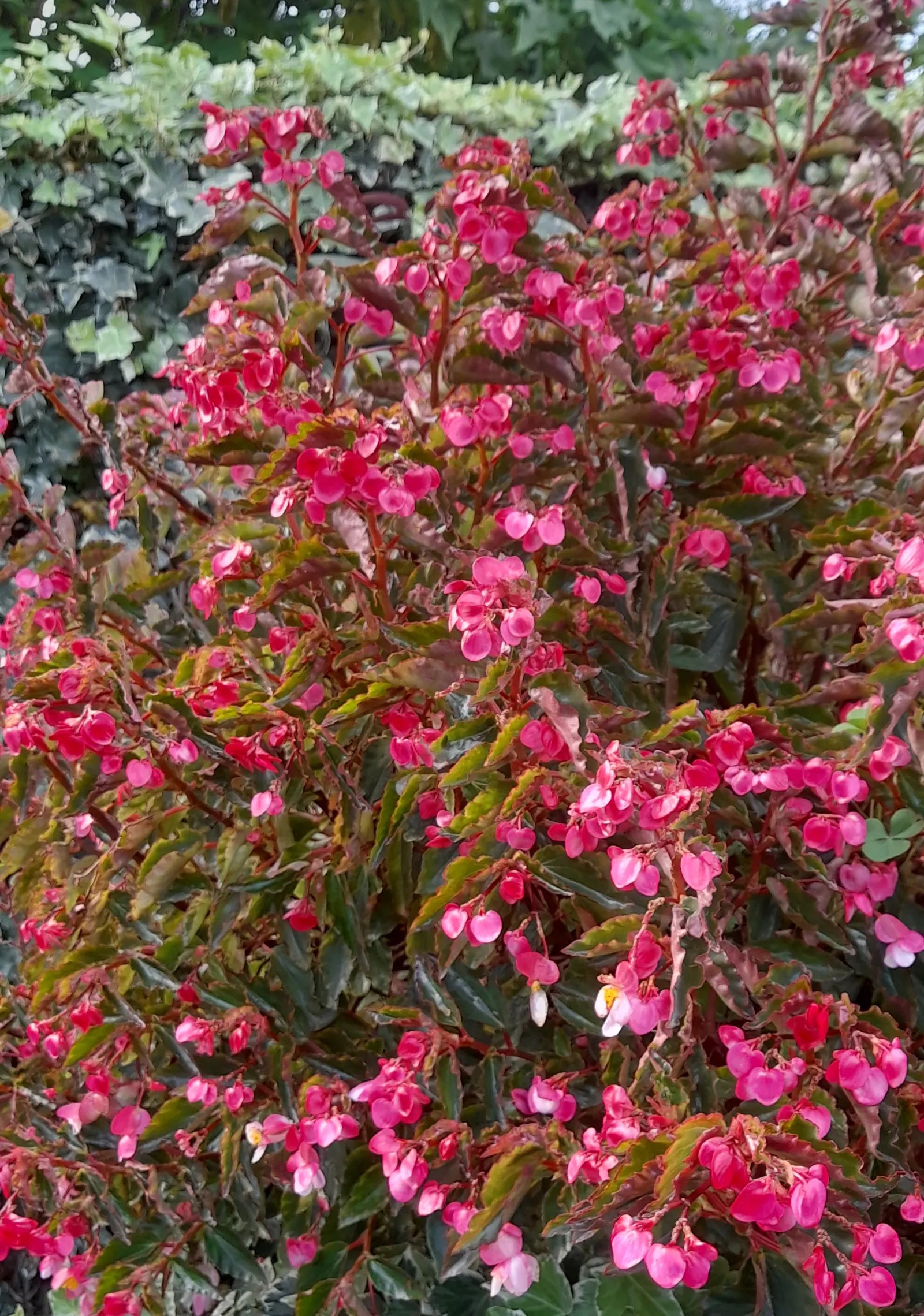 Bedding Begonia (Begonia Semperflorens) — providing a vivid backdrop for the abundant red