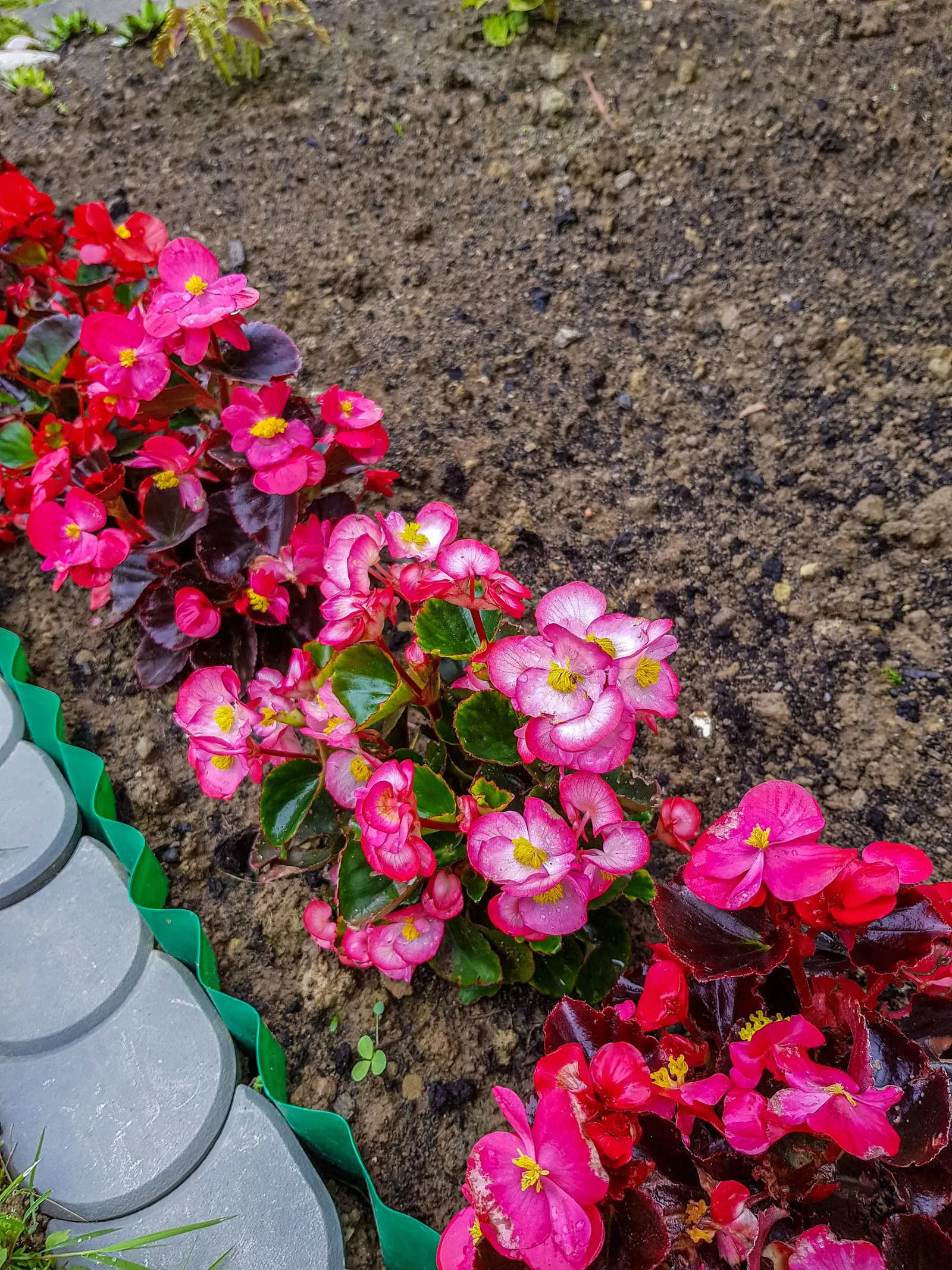 Bedding Begonia (Begonia Semperflorens) — offering a continuous display of color.<br><br>When designing with Begonia semperflorens; this, image 61