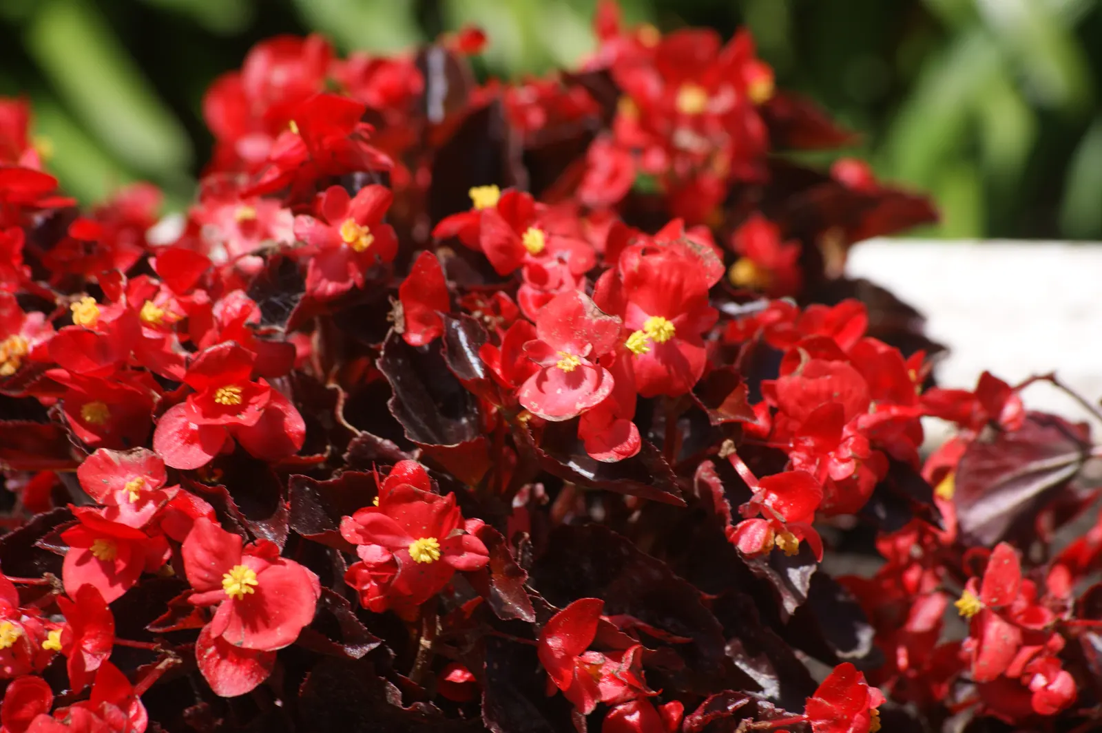 Bedding Begonia (Begonia Semperflorens) — Each bloom spans approximately 1 inch in diameter and stands out against the foliage; with a mature size, image 60