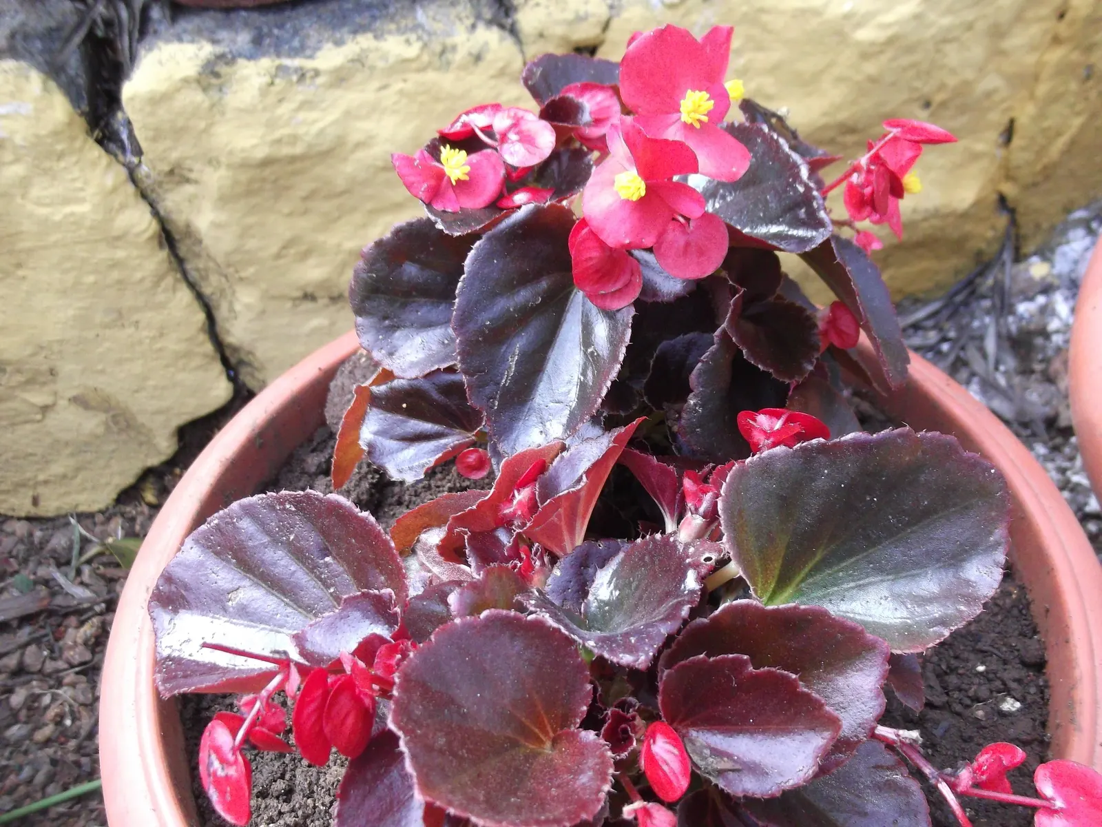 Bedding Begonia (Begonia Semperflorens) — is a vibrant and versatile flowering plant ideal for adding color and texture to landscape designs