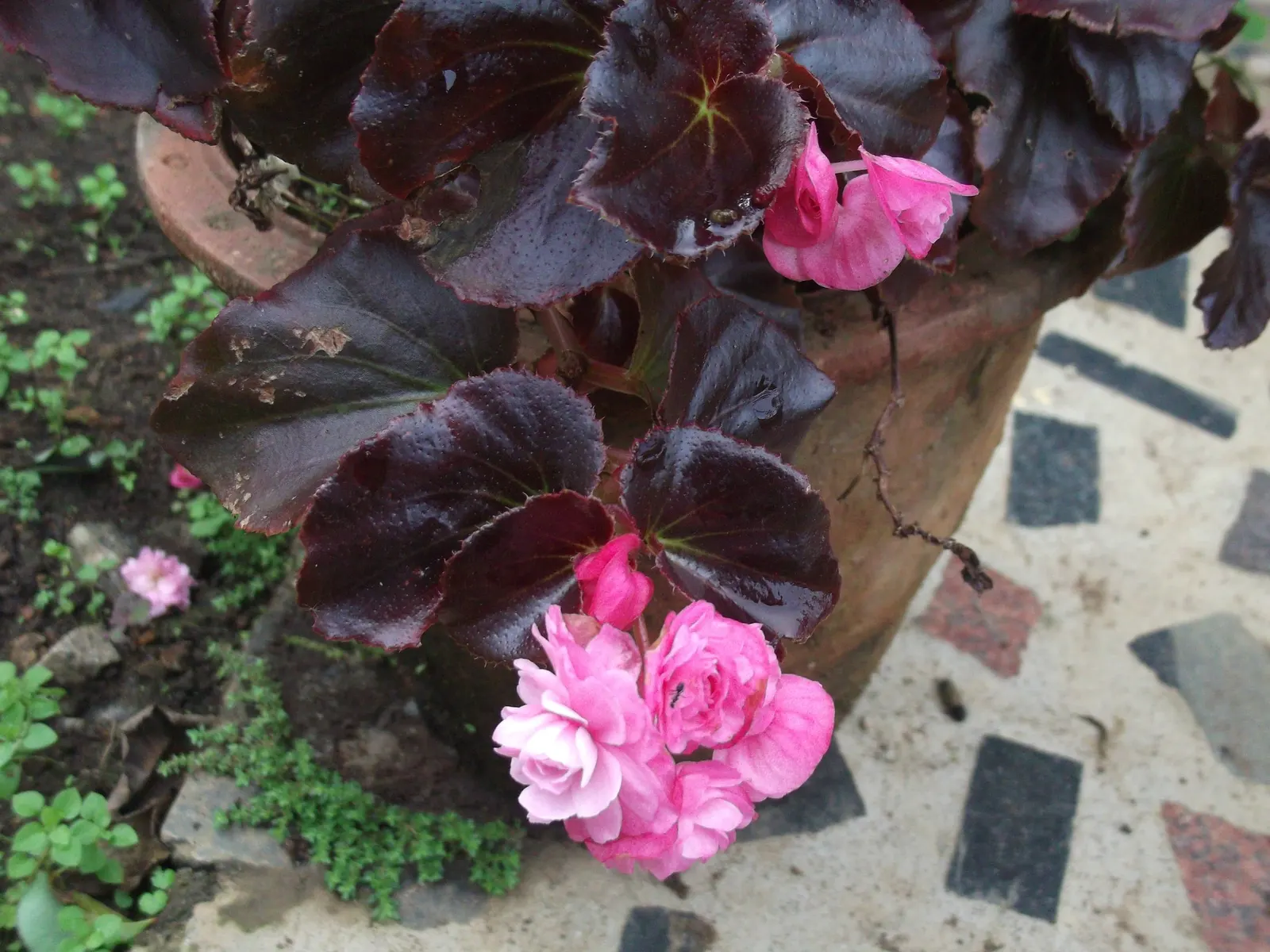 Bedding Begonia (Begonia Semperflorens) — tender perennial favored for its constant blooms and ability to thrive in partial shade; creating a lush, image 94