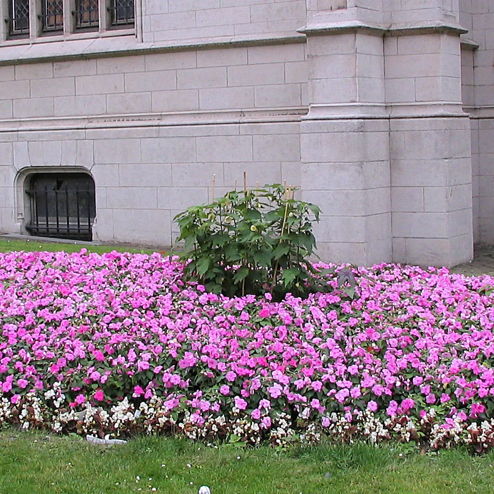 Bedding Begonia (Begonia Semperflorens) — providing a vivid backdrop for the abundant red; its compact growth habit typically sees it reaching a, image 51