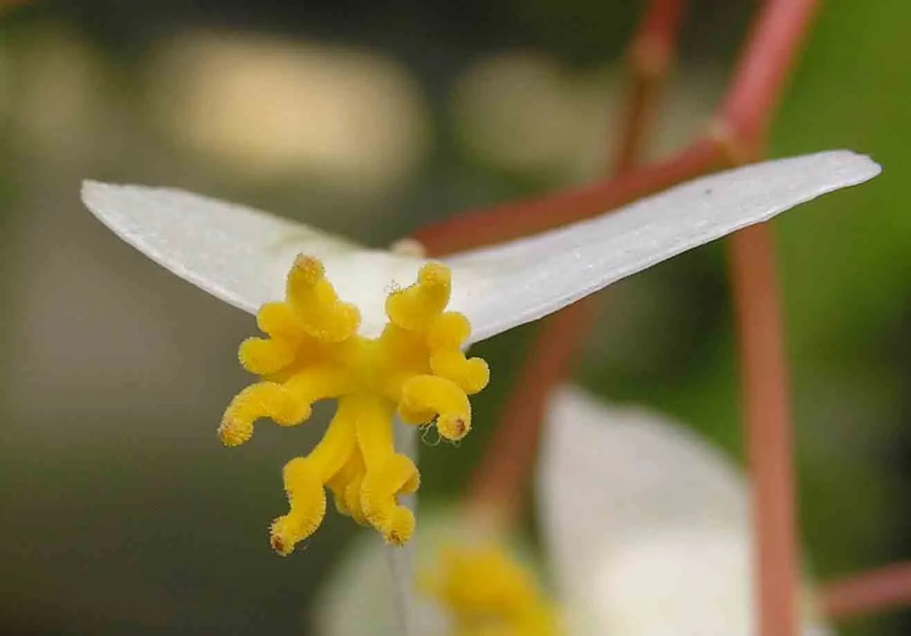 Bedding Begonia (Begonia Semperflorens) — This versatile plant excels in borders, containers, and as ground cover; incorporate them into mass, image 98