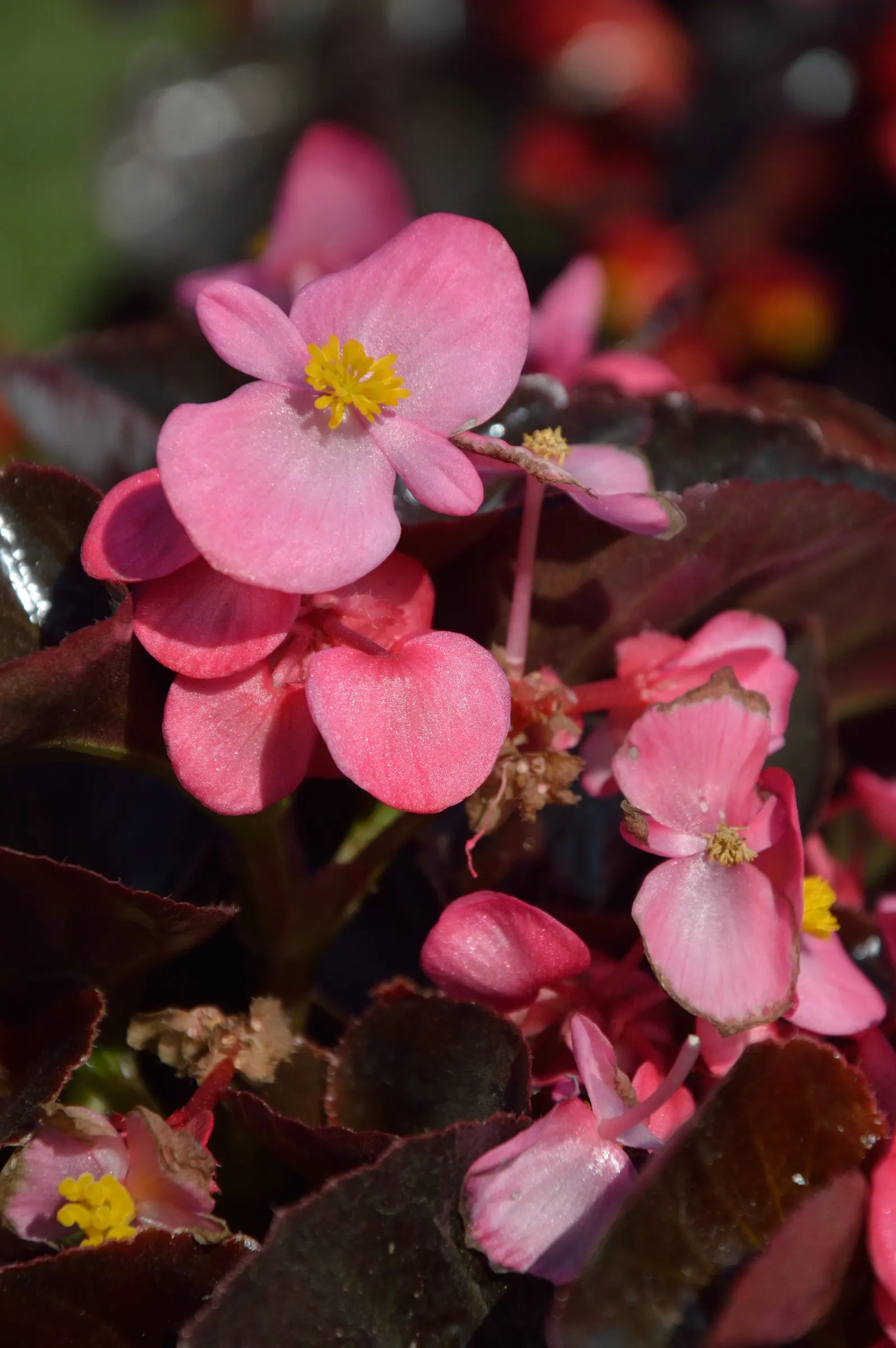 Bedding Begonia (Begonia Semperflorens) — succulent leaves come in green or bronze; tender perennial favored for its constant blooms and ability to thrive in