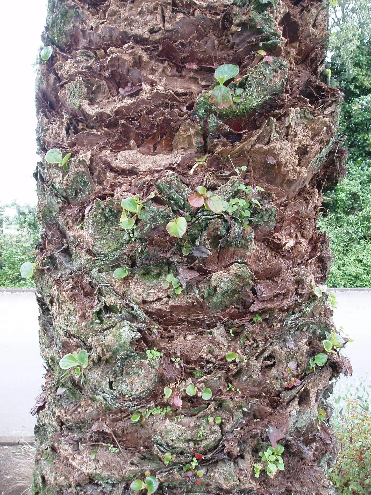 Bedding Begonia (Begonia Semperflorens) — offering a continuous display of color.<br><br>When designing with Begonia semperflorens; this everblooming species