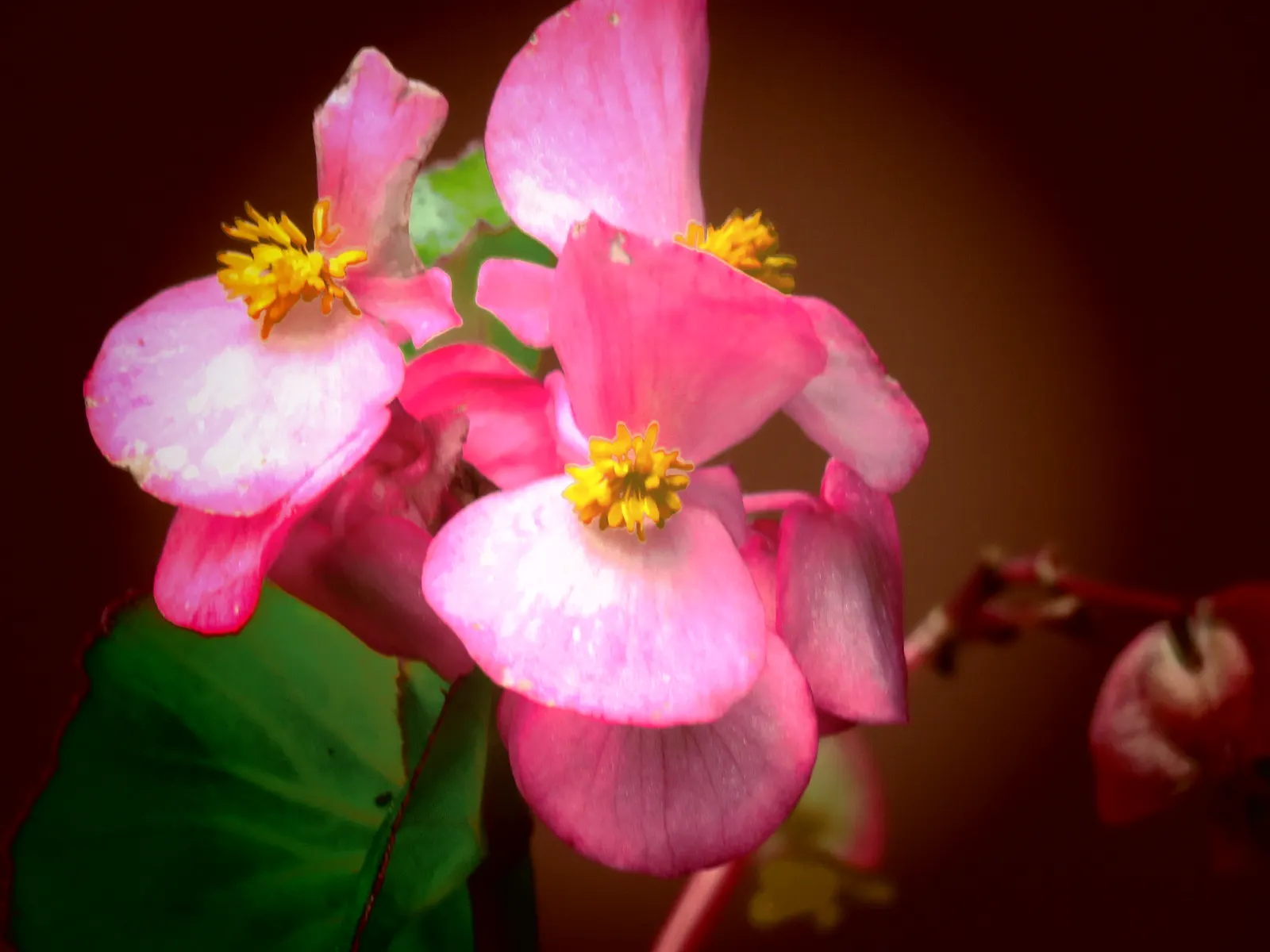 Bedding Begonia (Begonia Semperflorens) — which blossom throughout the growing season from spring to frost, image 81