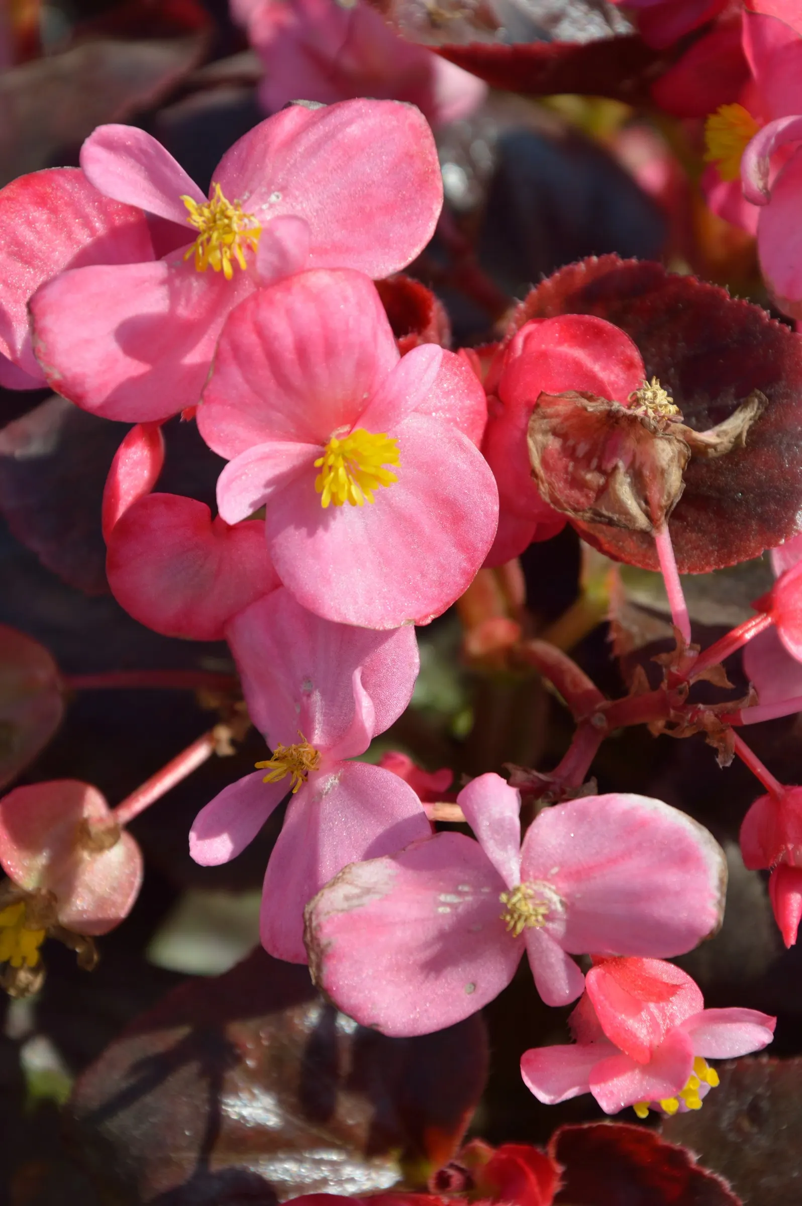 Bedding Begonia (Begonia Semperflorens) — tender perennial favored for its constant blooms and ability to thrive in partial shade; creating a lush appearance