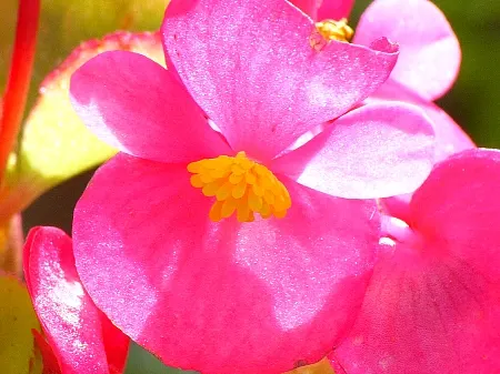 Bedding Begonia (Begonia Semperflorens) — creating a lush appearance even when not in bloom; providing a vivid backdrop for the abundant red, image 80