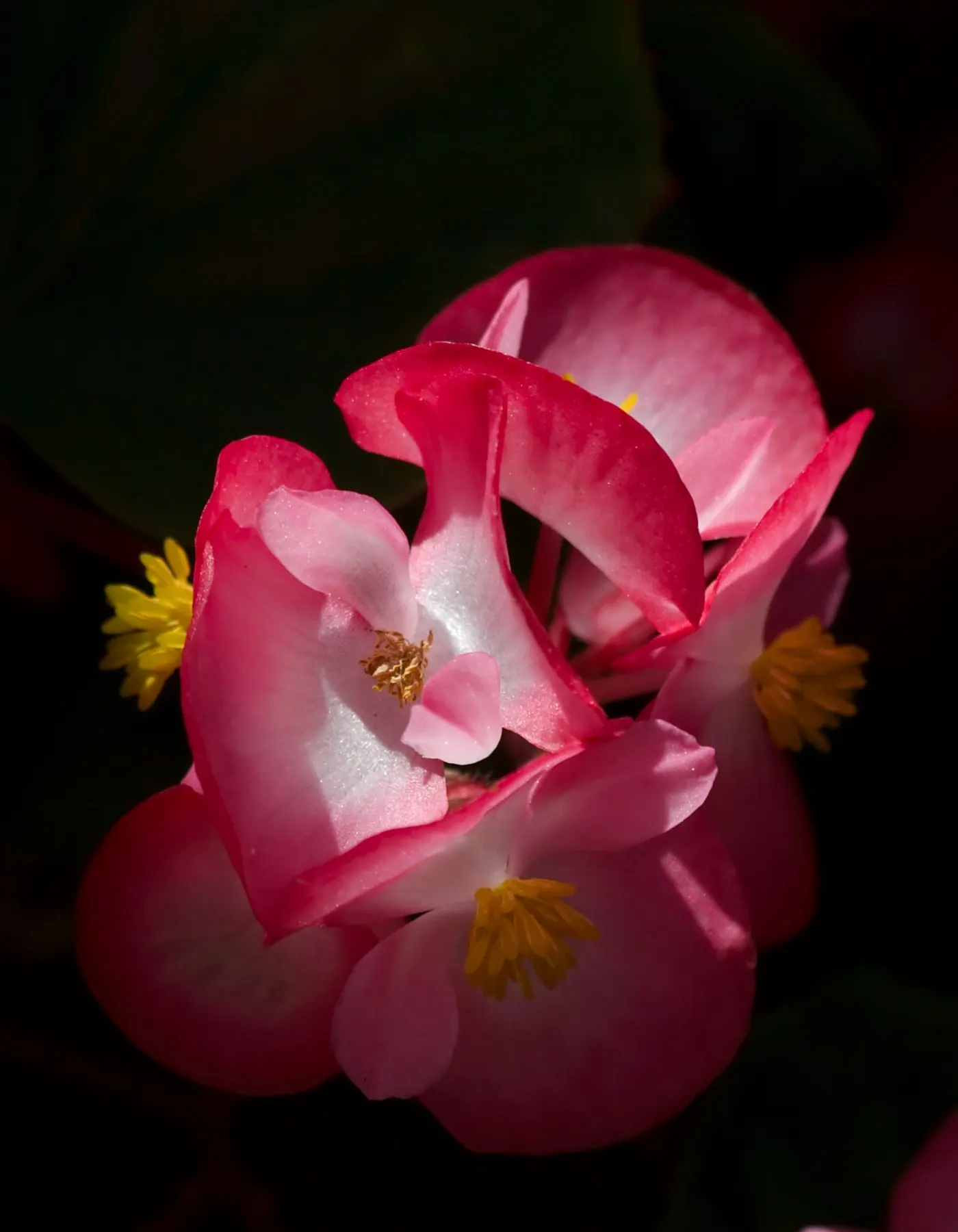 Bedding Begonia (Begonia Semperflorens) — creating a lush appearance even when not in bloom; providing a vivid backdrop for the abundant red