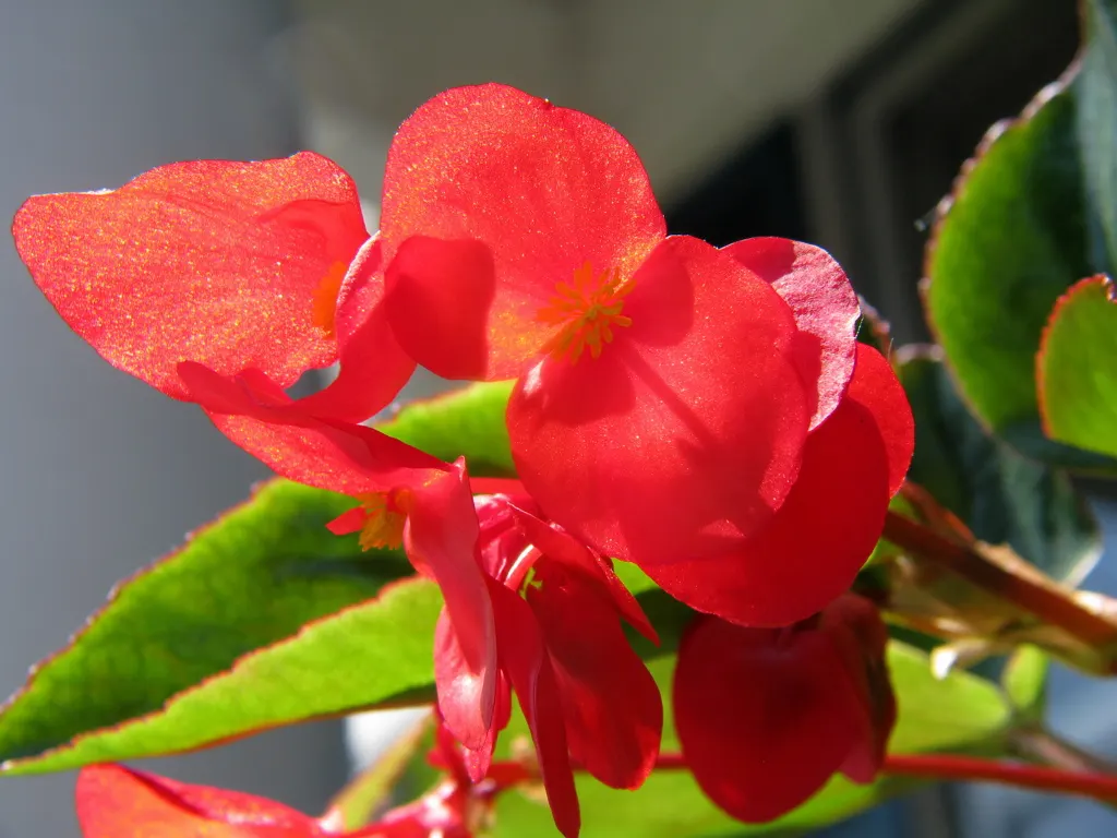 Bedding Begonia (Begonia Semperflorens) — are available in a delightful palette of whites; ample but not excessive watering is key