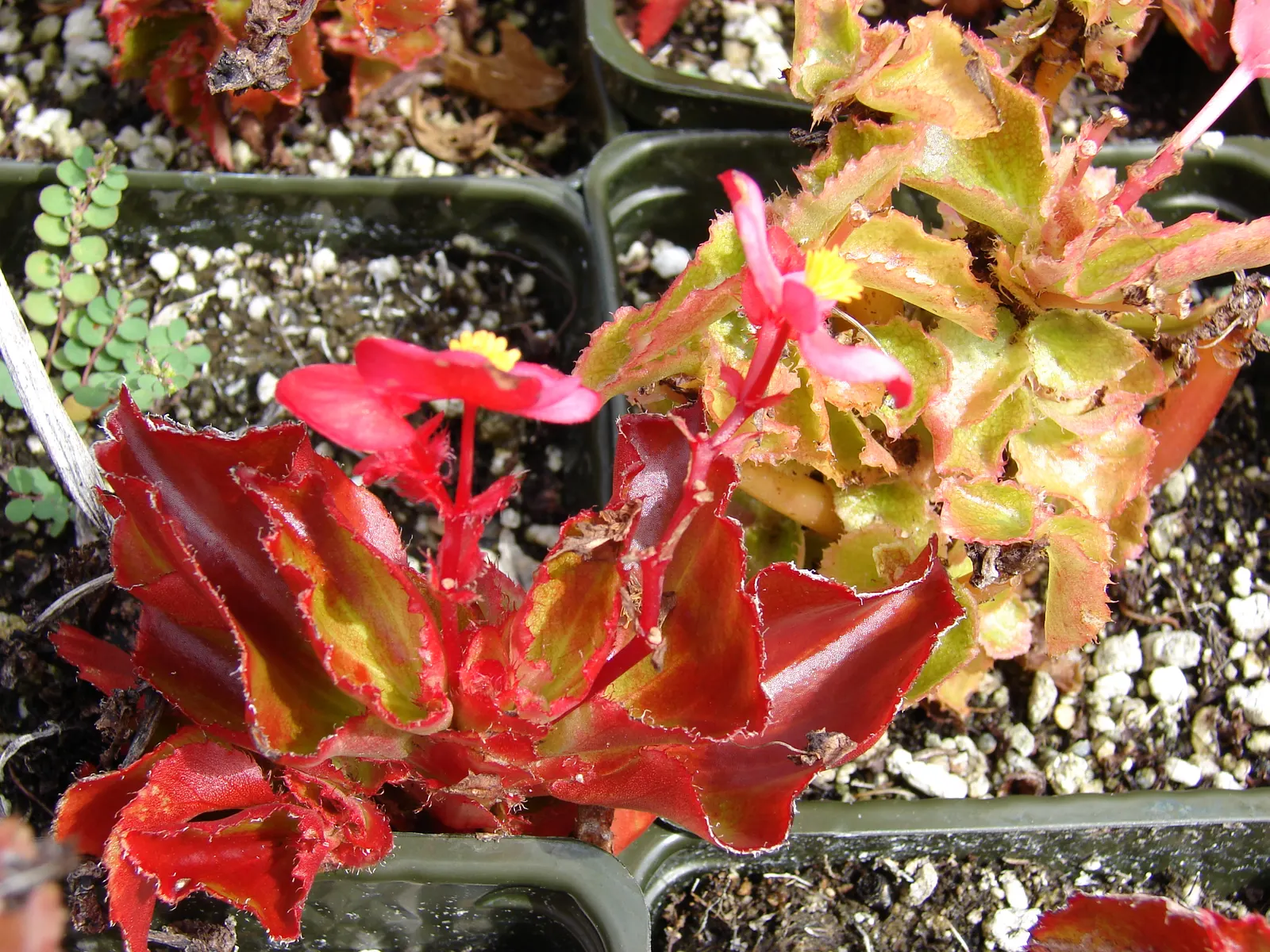 Bedding Begonia (Begonia Semperflorens) — Each bloom spans approximately 1 inch in diameter and stands out against the foliage; with a mature size, image 83