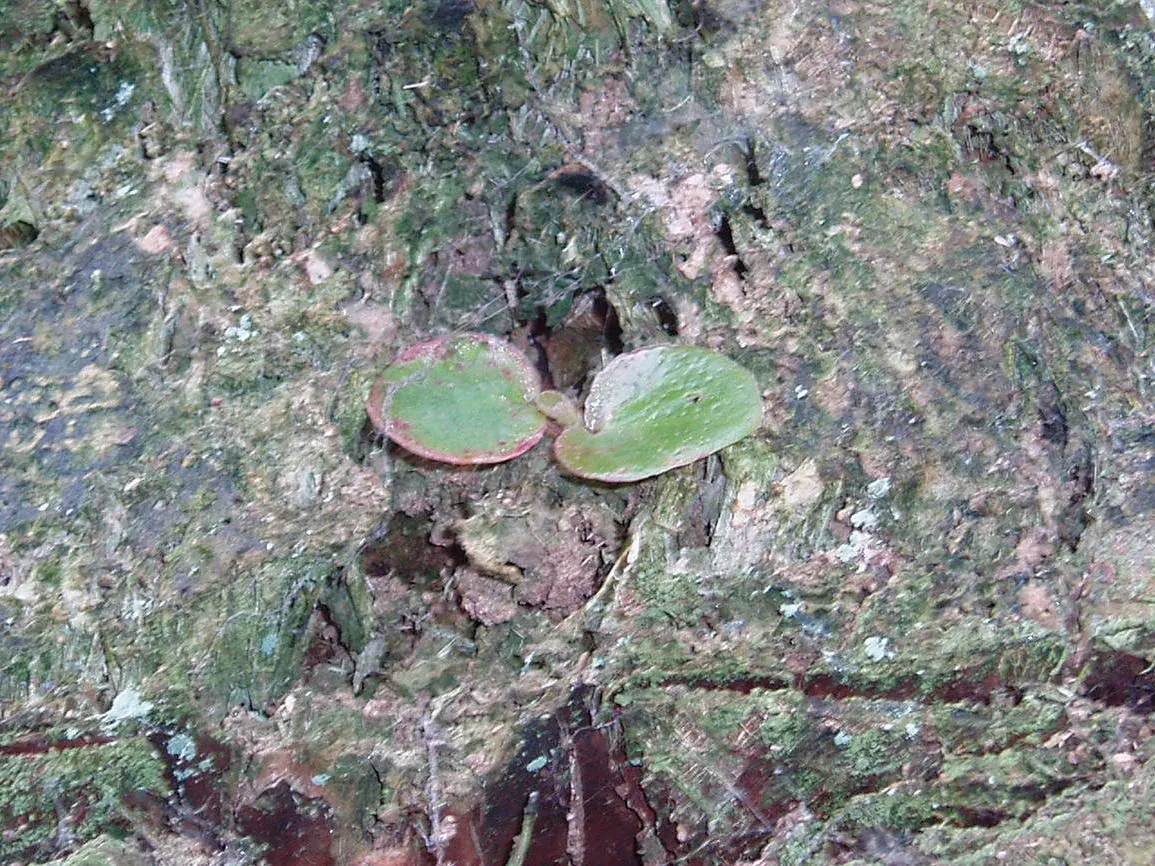 Bedding Begonia (Begonia Semperflorens) — succulent leaves come in green or bronze; tender perennial favored for its constant blooms and ability to, image 50