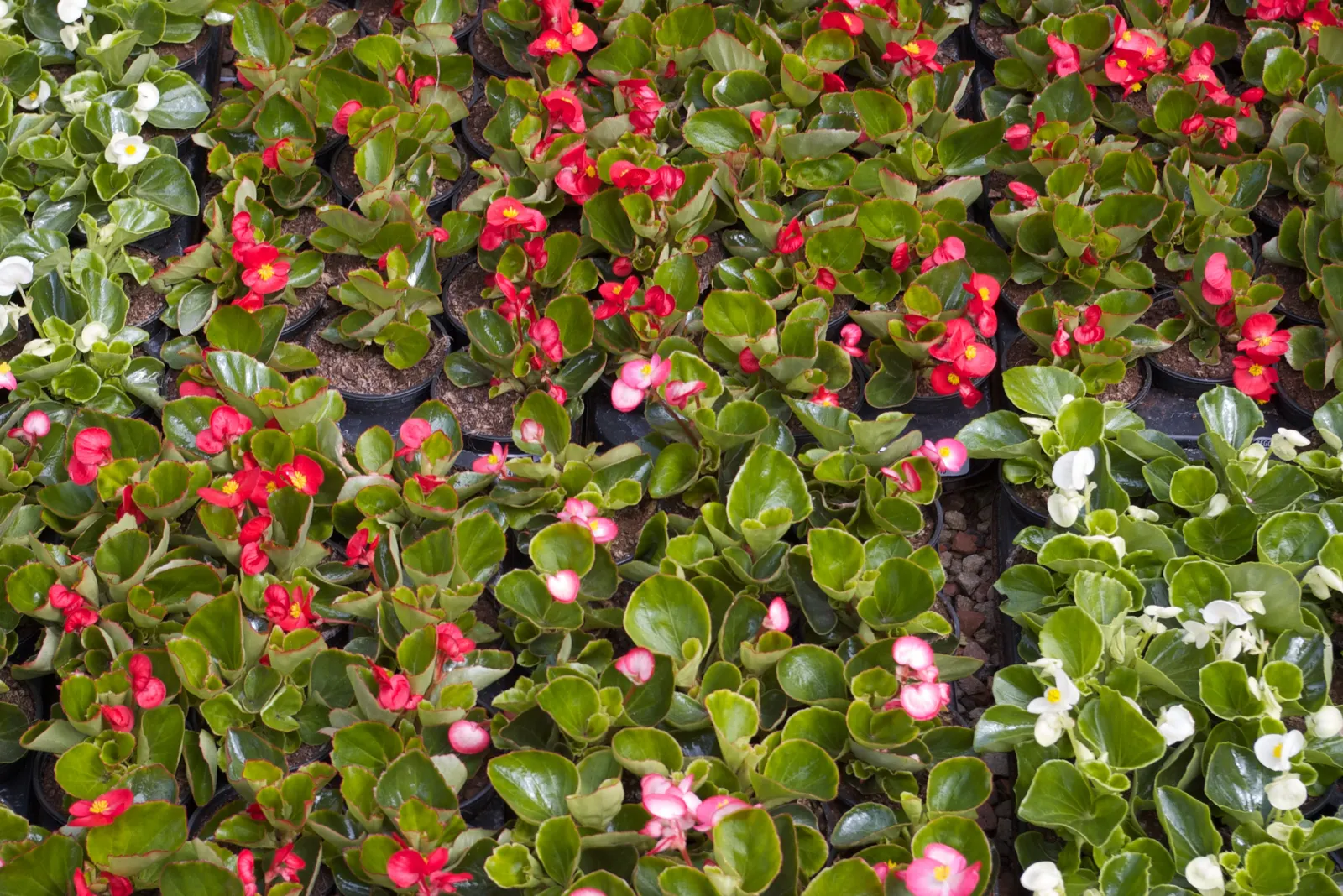 Bedding Begonia (Begonia Semperflorens) — perennial for half or shade