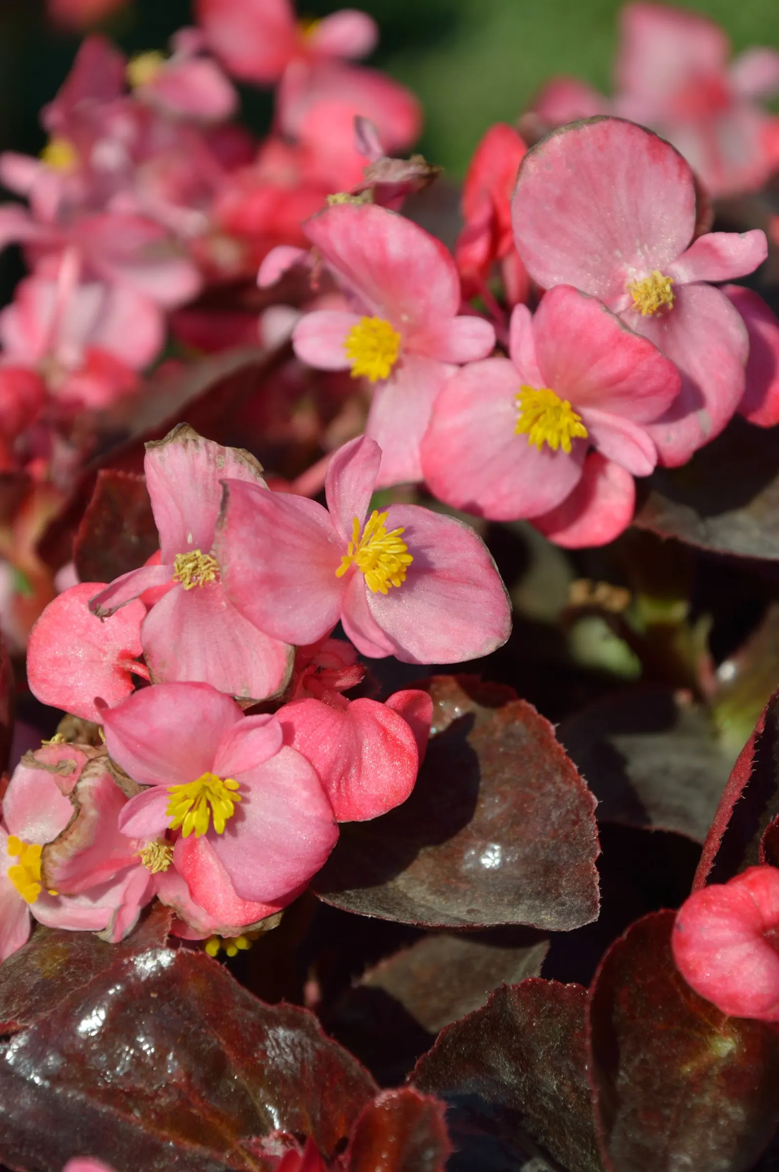 Bedding Begonia (Begonia Semperflorens) — pink and red and white flowers in the garden