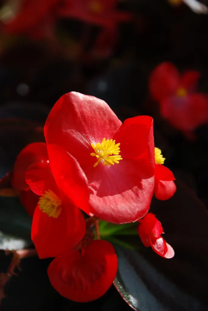 Bedding Begonia (Begonia Semperflorens) — Each bloom spans approximately 1 inch in diameter and stands out against the foliage; with a mature size of 6-12
