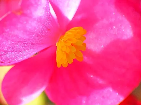 Bedding Begonia (Begonia Semperflorens) — This everblooming species thrives in USDA zones 10 and 11 and is often treated as an annual in cooler, image 79