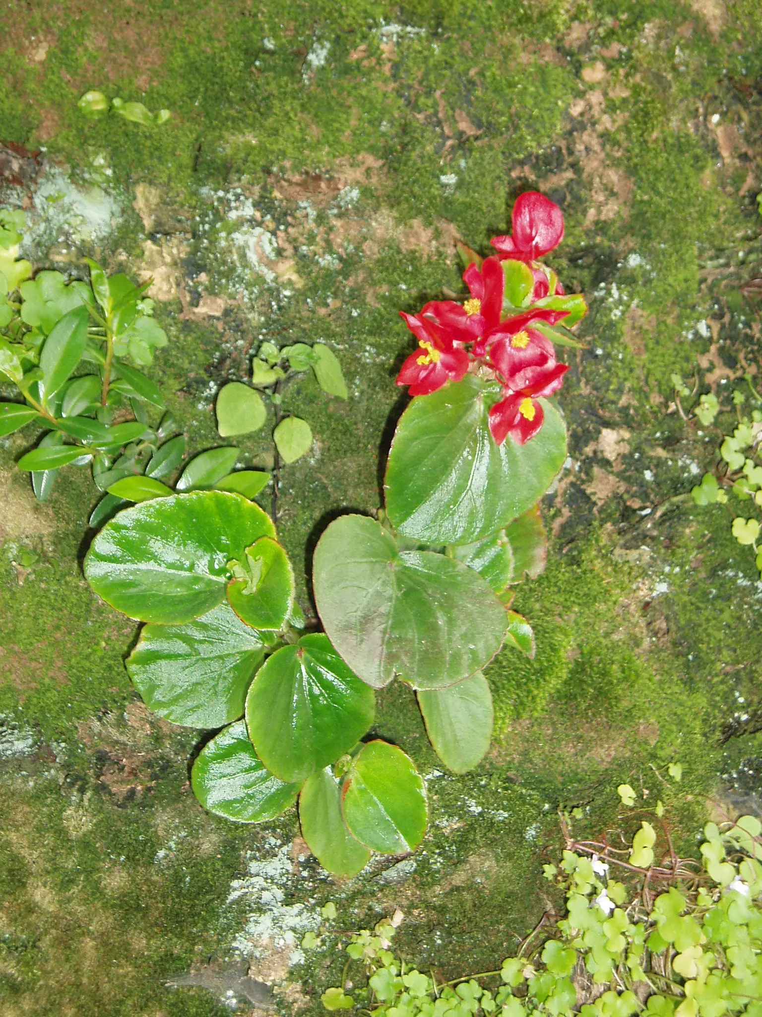Bedding Begonia (Begonia Semperflorens) — providing a vivid backdrop for the abundant red; its compact growth habit typically sees it reaching a height of 6 to