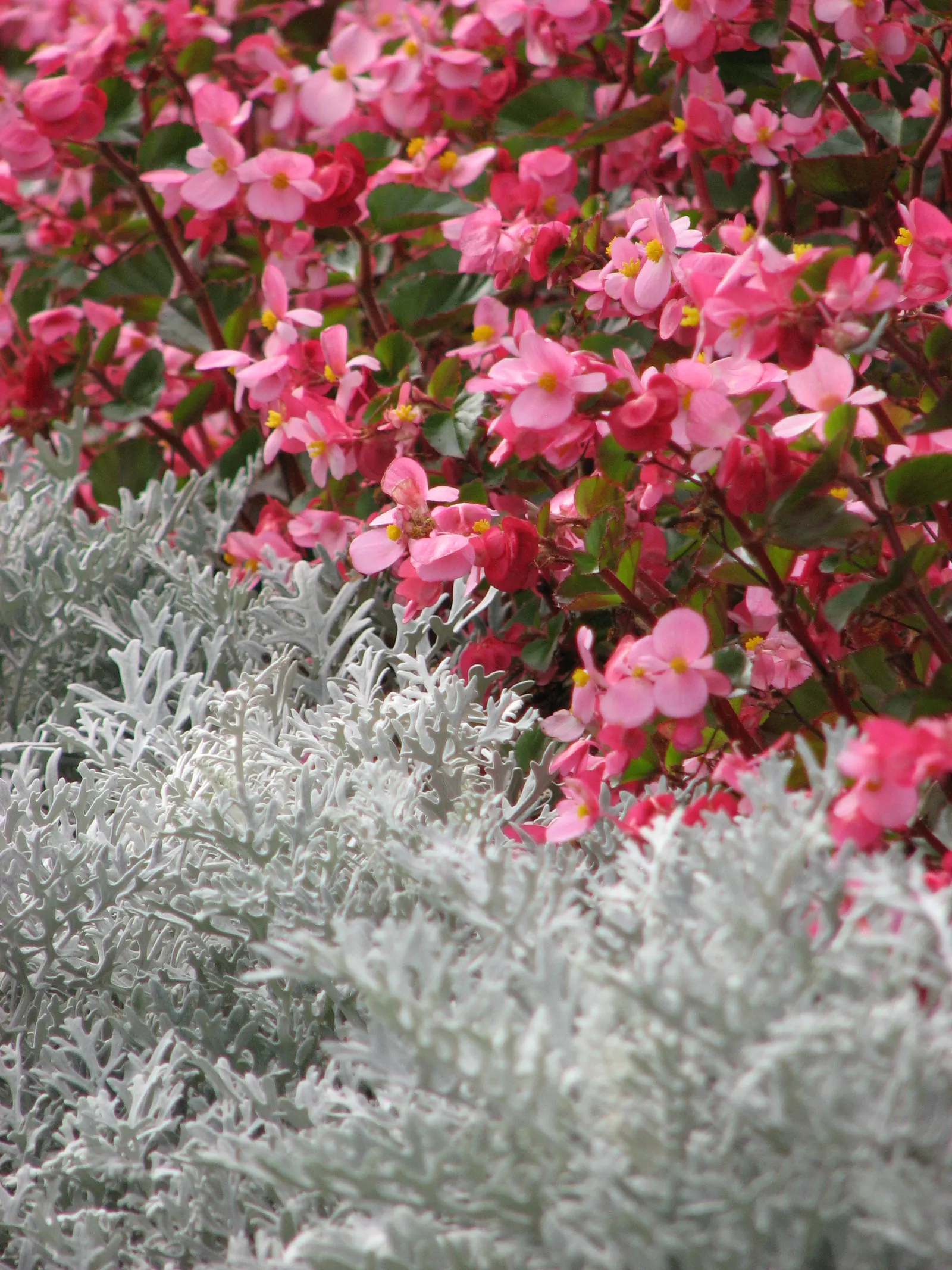 Bedding Begonia (Begonia Semperflorens) — with protection from harsh afternoon rays; is a vibrant and versatile flowering plant ideal for adding color and