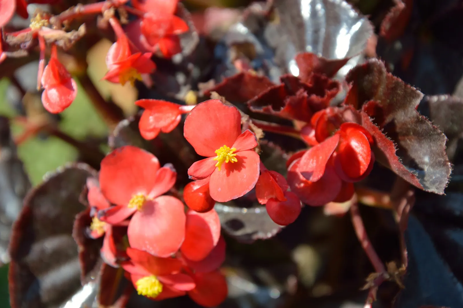 Bedding Begonia (Begonia Semperflorens) — perennial with pink and red and white blooms