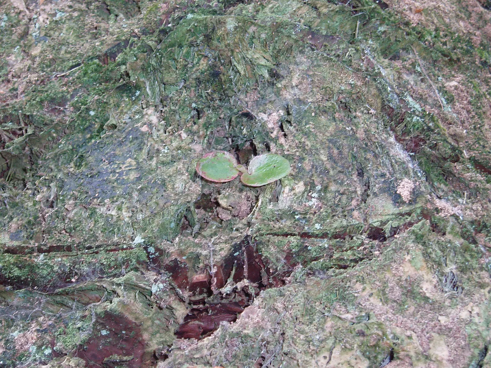 Bedding Begonia (Begonia Semperflorens) — This versatile plant excels in borders, containers, and as ground cover; incorporate them into mass, image 52