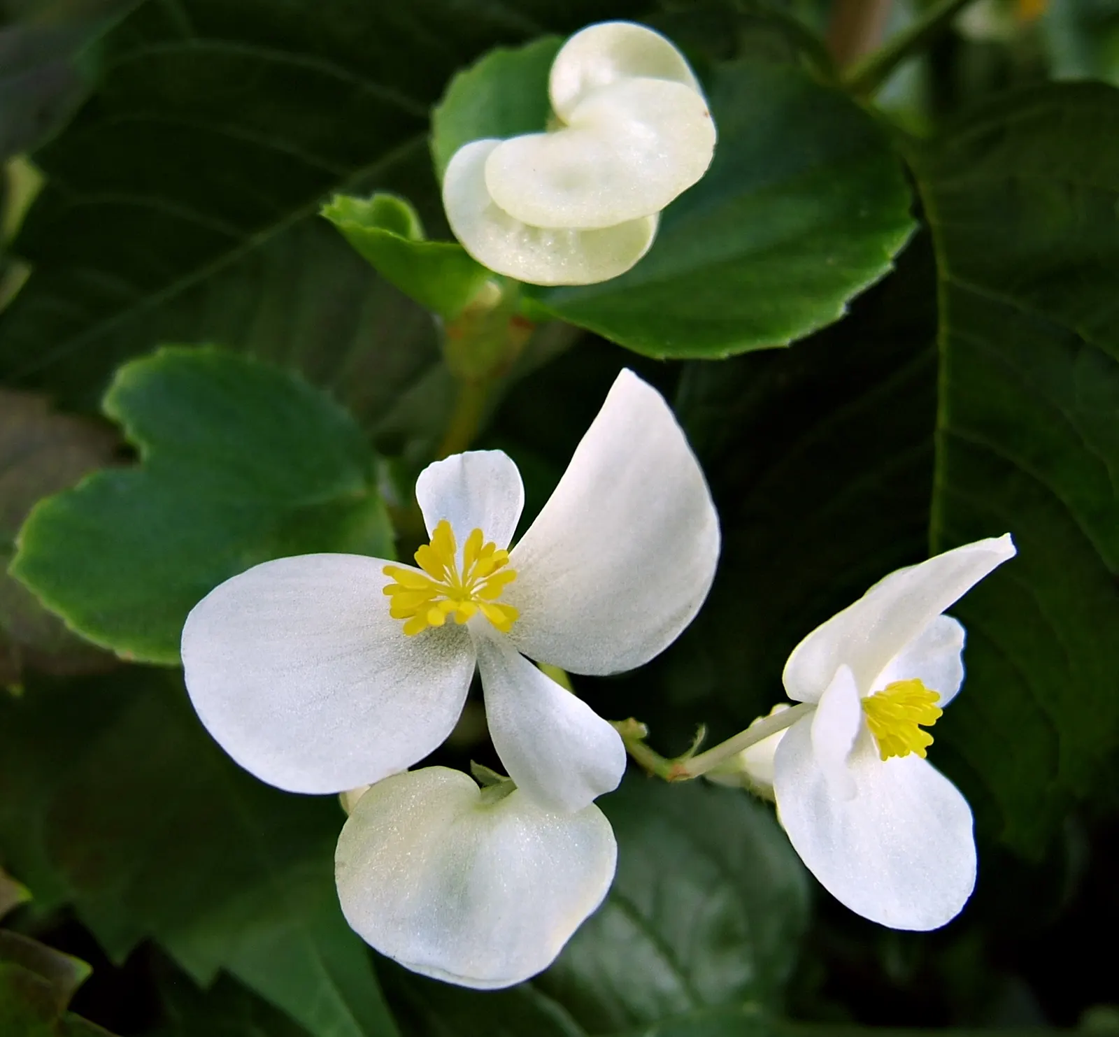 Bedding Begonia (Begonia Semperflorens) — creating a lush appearance even when not in bloom