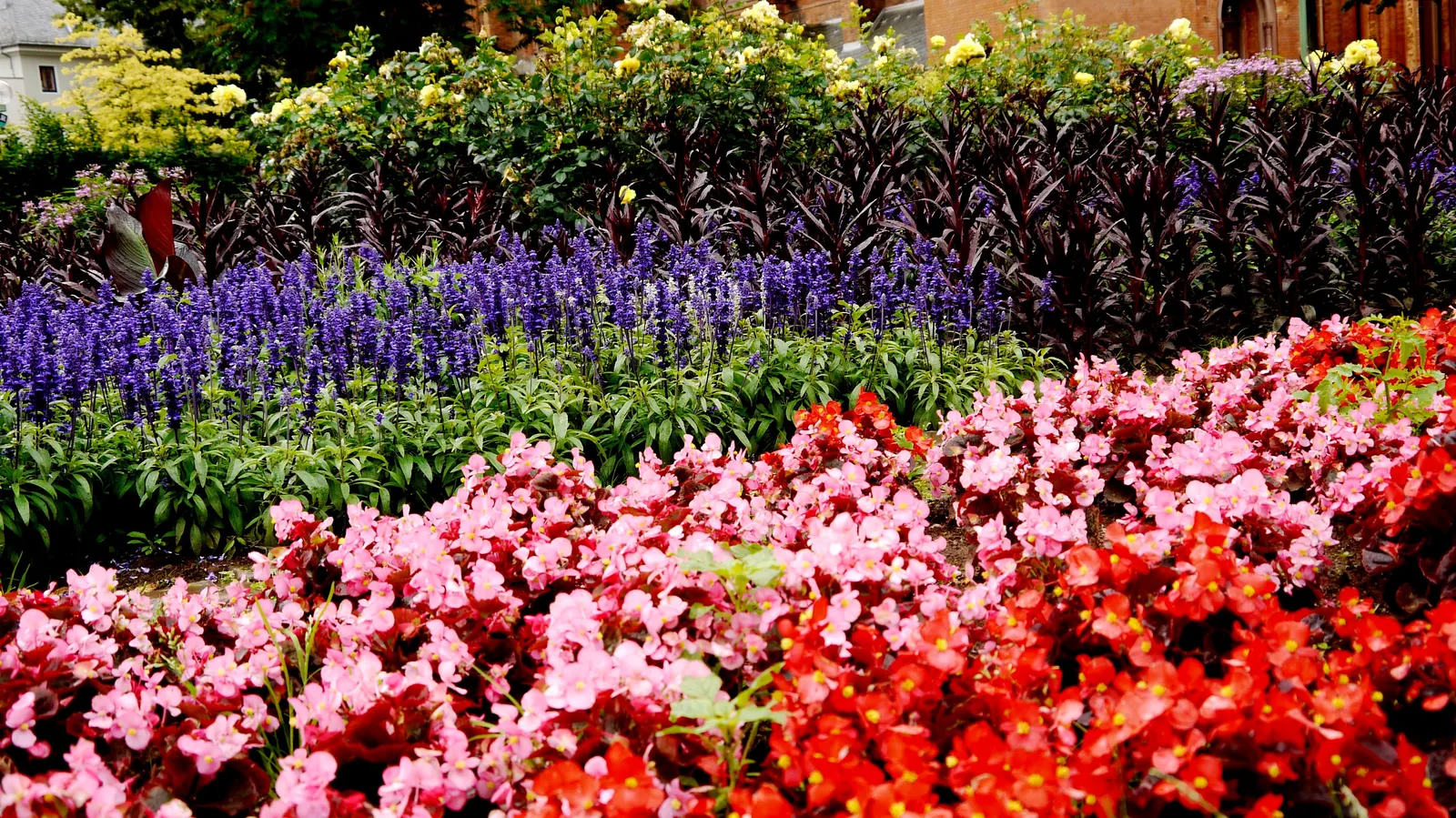 Bedding Begonia (Begonia Semperflorens) — This versatile plant excels in borders, containers, and as ground cover; incorporate them into mass, image 75