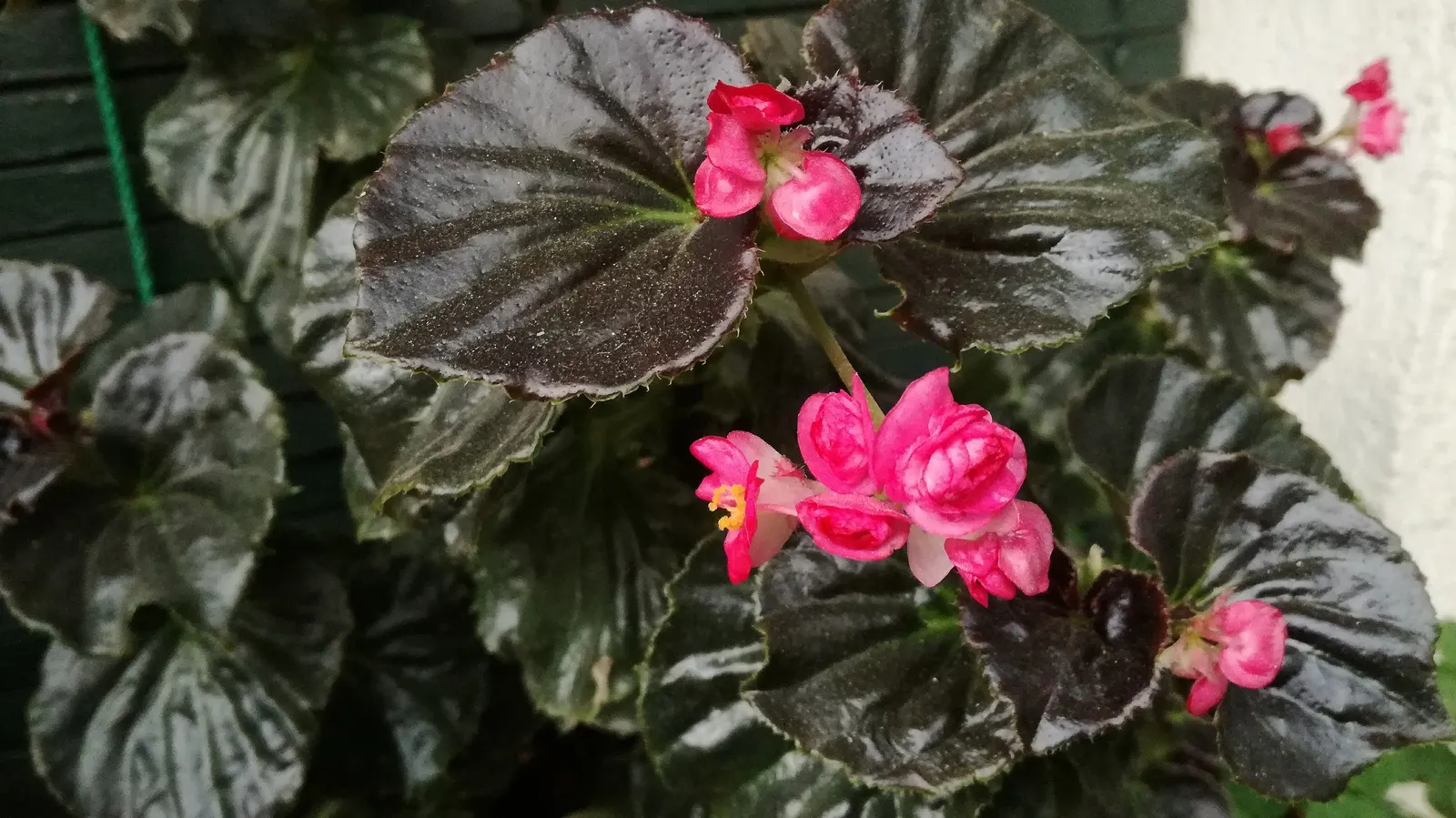 Bedding Begonia (Begonia Semperflorens) — Easy to propagate from stem cuttings or seed, they can be a lasting contribution to any garden design