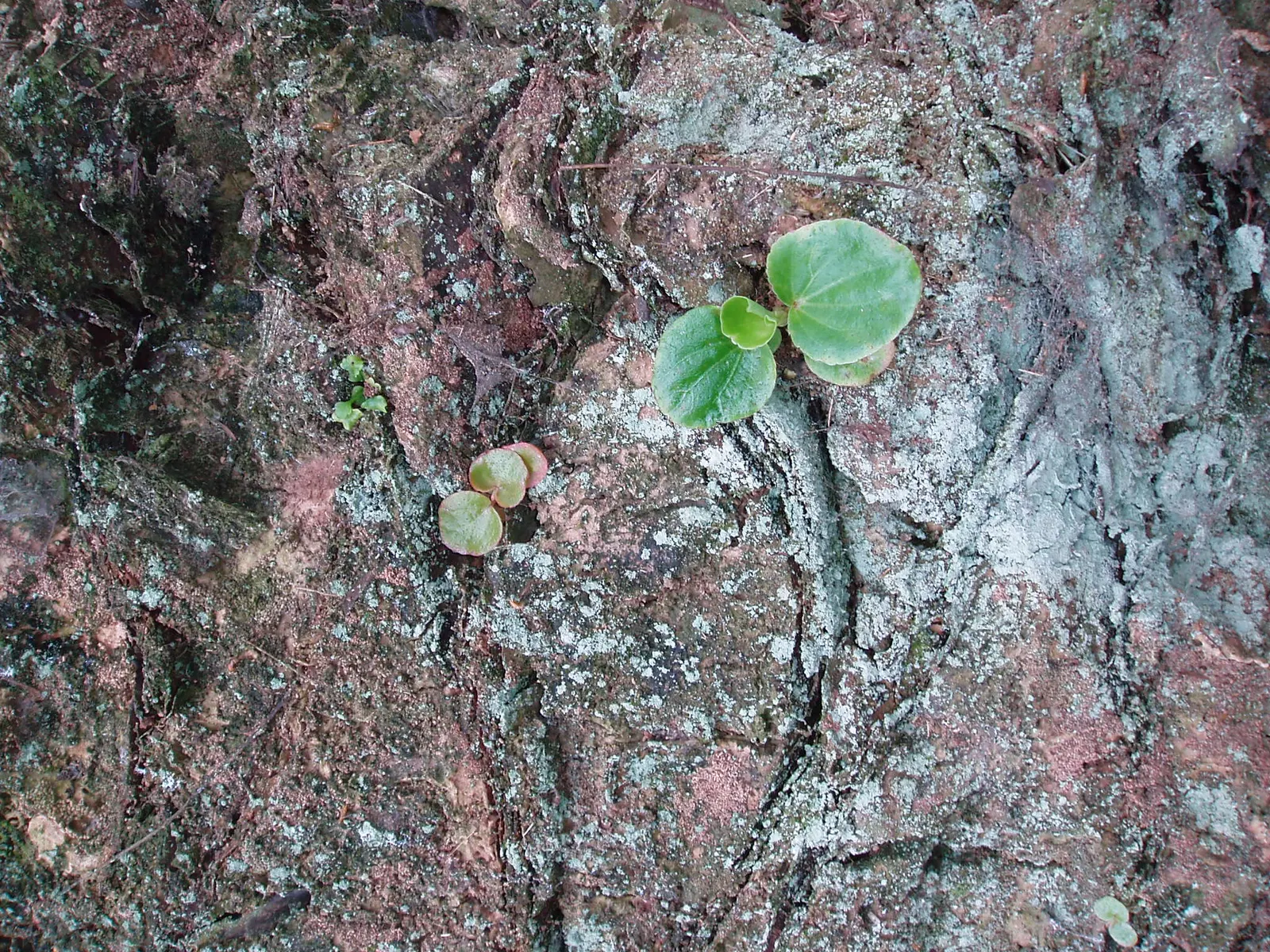Bedding Begonia (Begonia Semperflorens) — perennial for half or shade; easy to propagate from stem cuttings or seed, they can be a lasting contribution to any