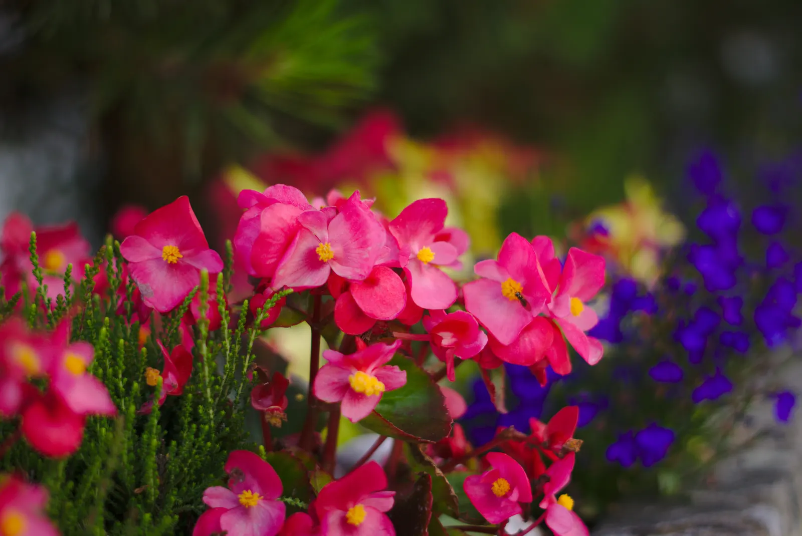 Bedding Begonia (Begonia Semperflorens) — Its compact growth habit typically sees it reaching a height of 6 to 12 inches with a similar spread; each bloom